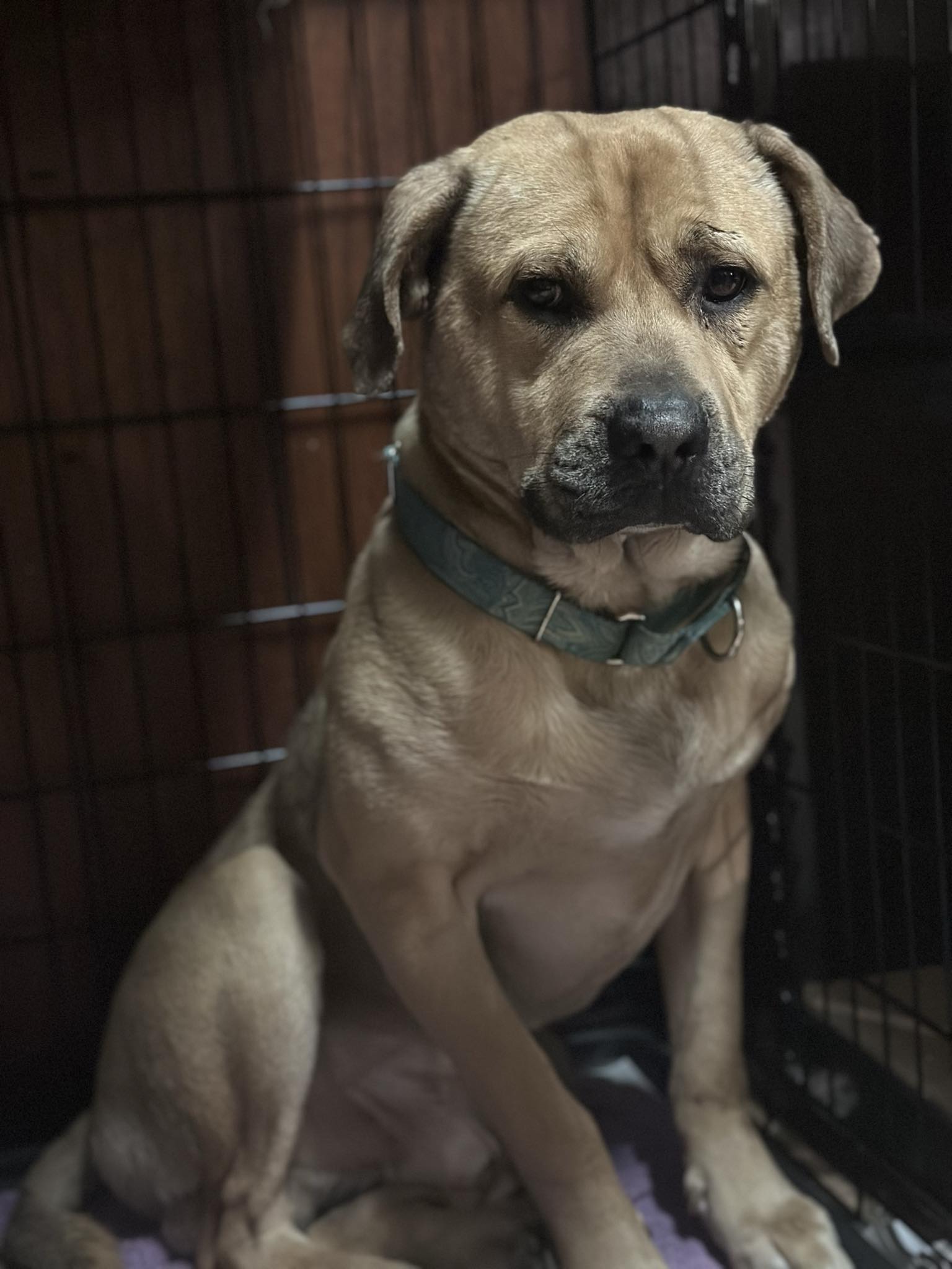 George, a Adoptable Mixed Breed in Youngstown, OH image 4/4
