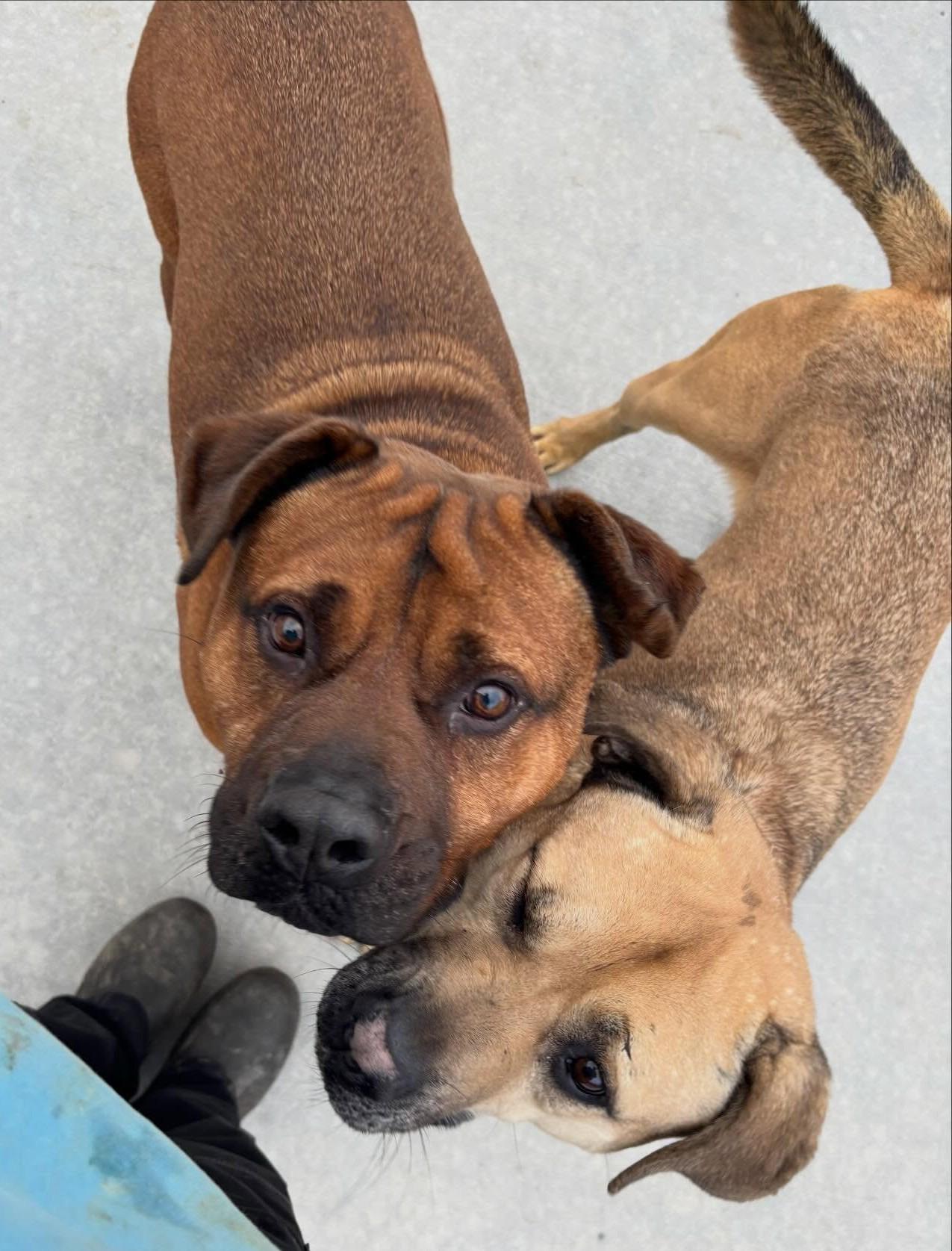 Enlarge George, a Adoptable Mixed Breed in Youngstown, OH image 6/6