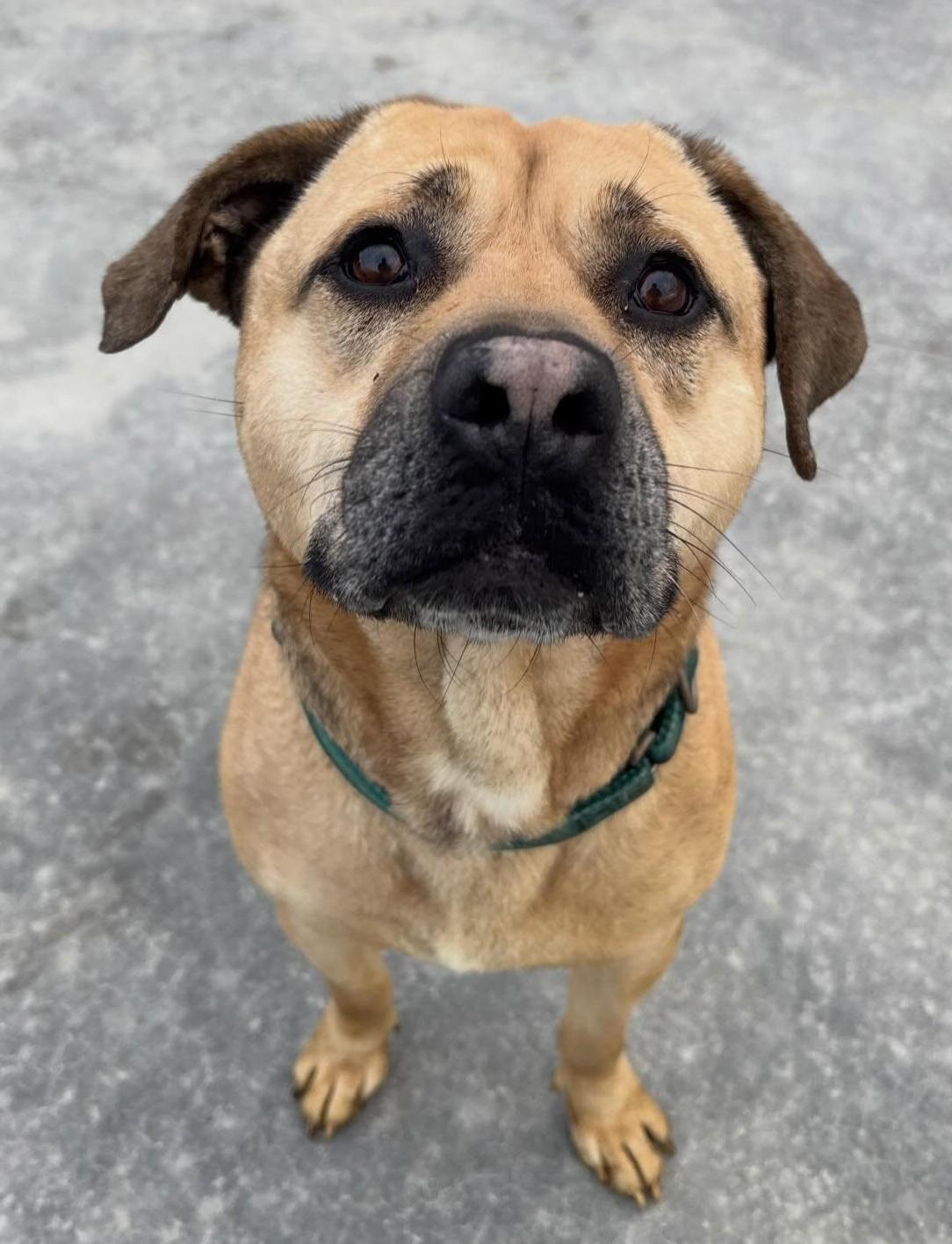 George, Adoptable, Adult Male Mixed Breed.