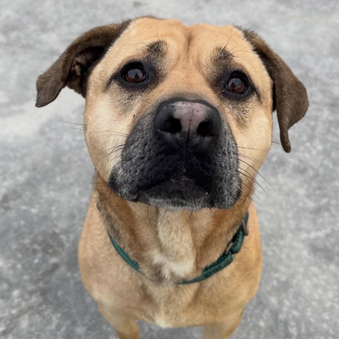 Enlarge George, a Adoptable Mixed Breed in Youngstown, OH image 1/6
