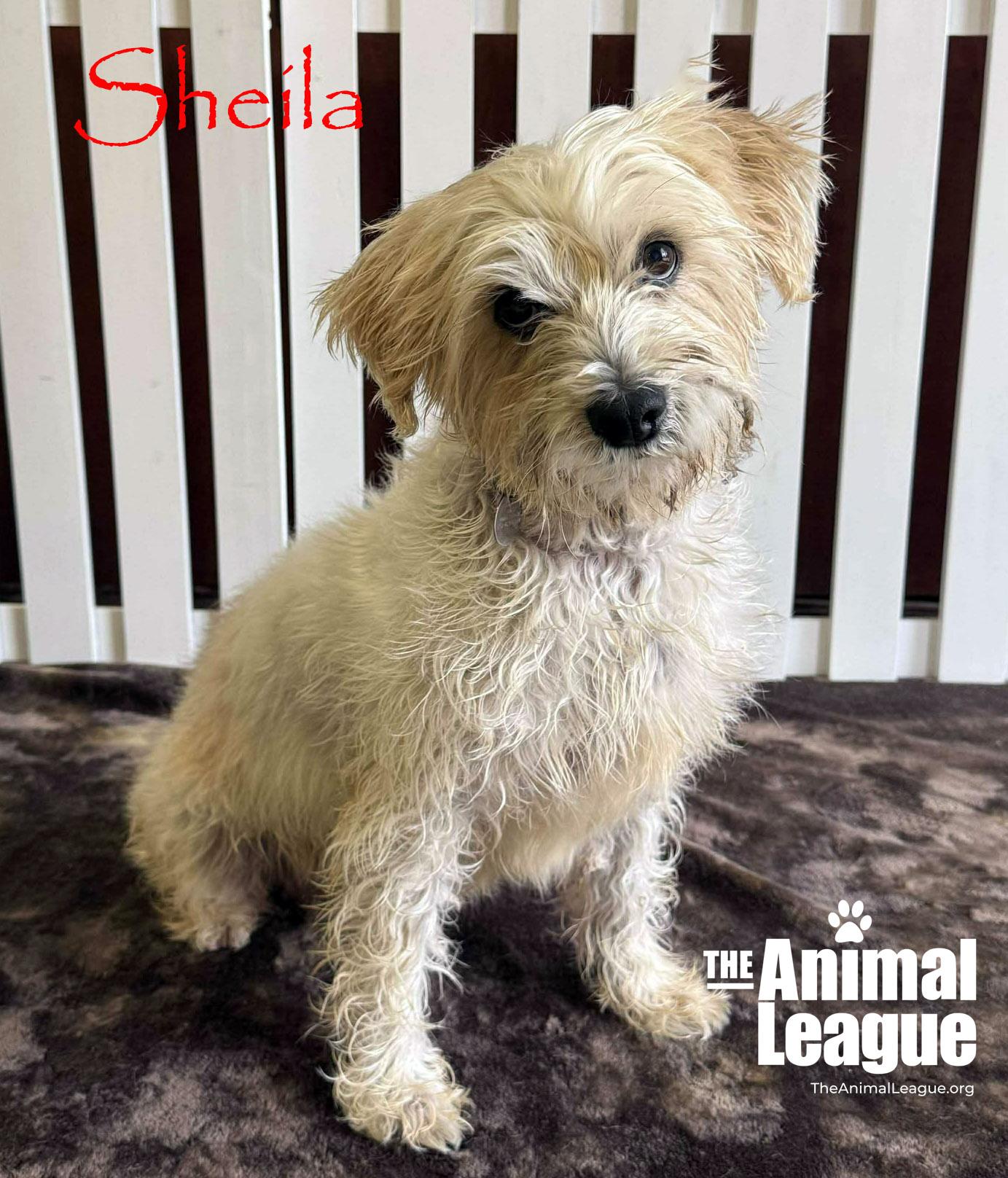 Enlarge Sheila, a Adoptable mixed breed in Groveland, FL image 3/5