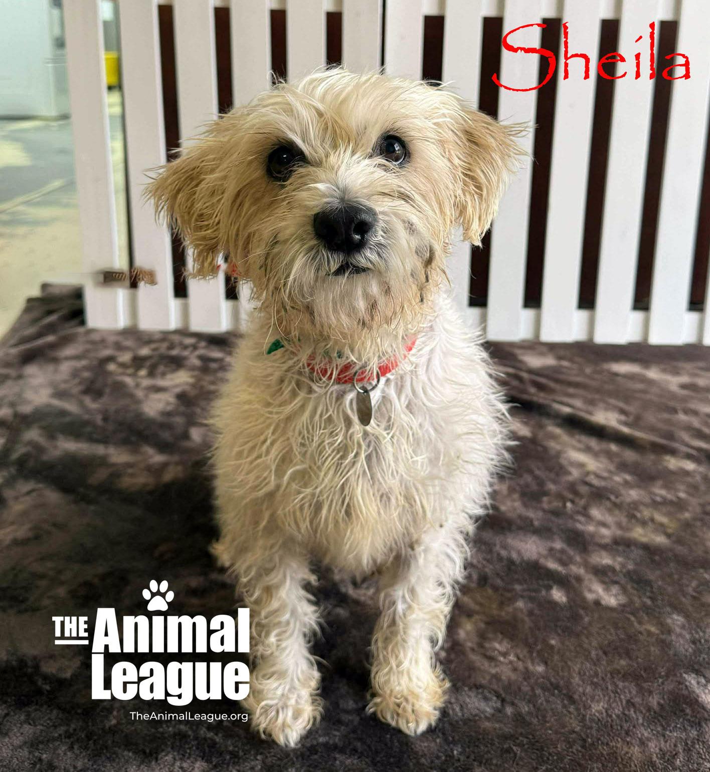 Sheila, Adoptable, Senior Female Norfolk Terrier & Terrier.