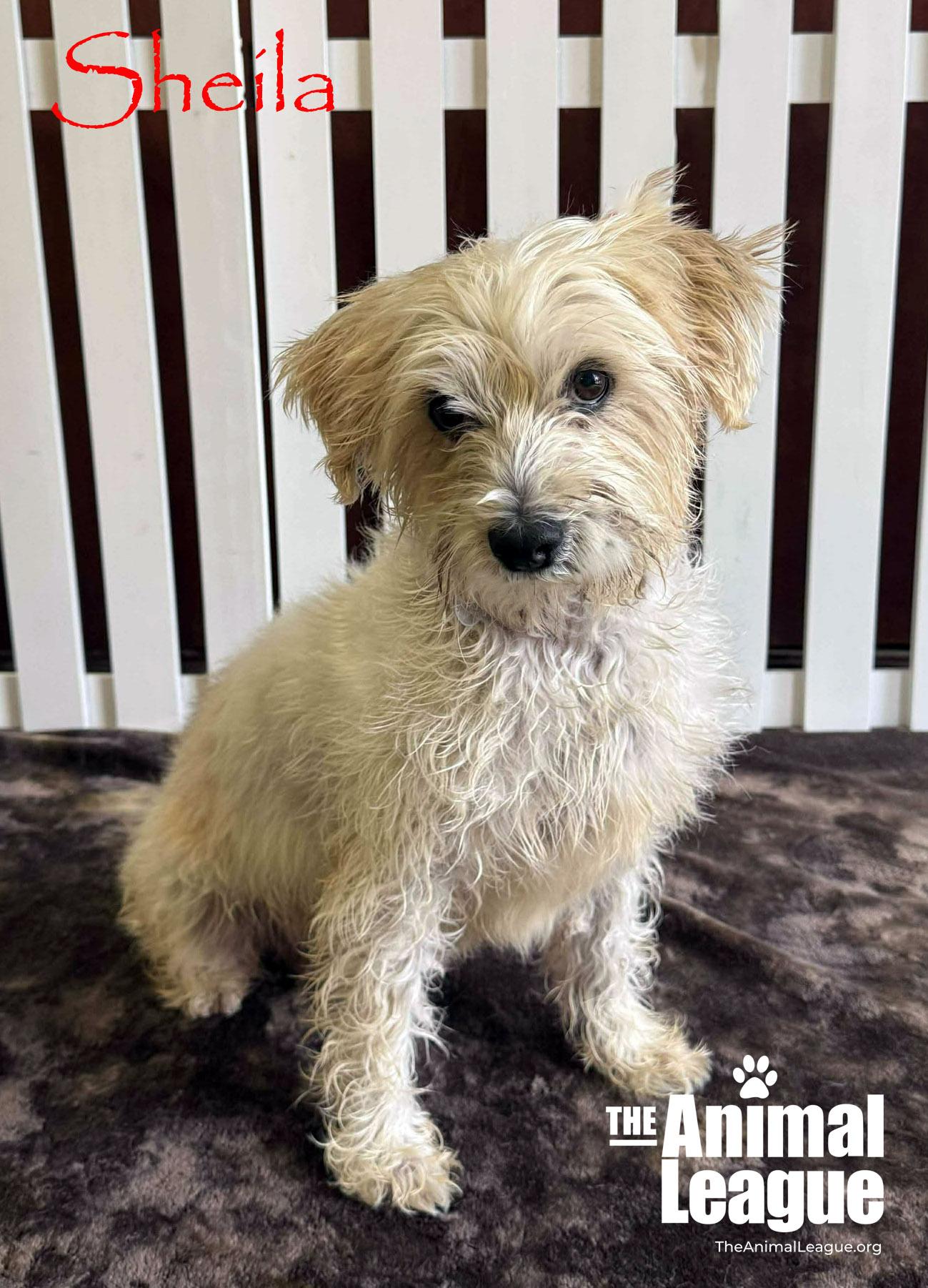 Enlarge Sheila, a Adoptable mixed breed in Groveland, FL image 2/5