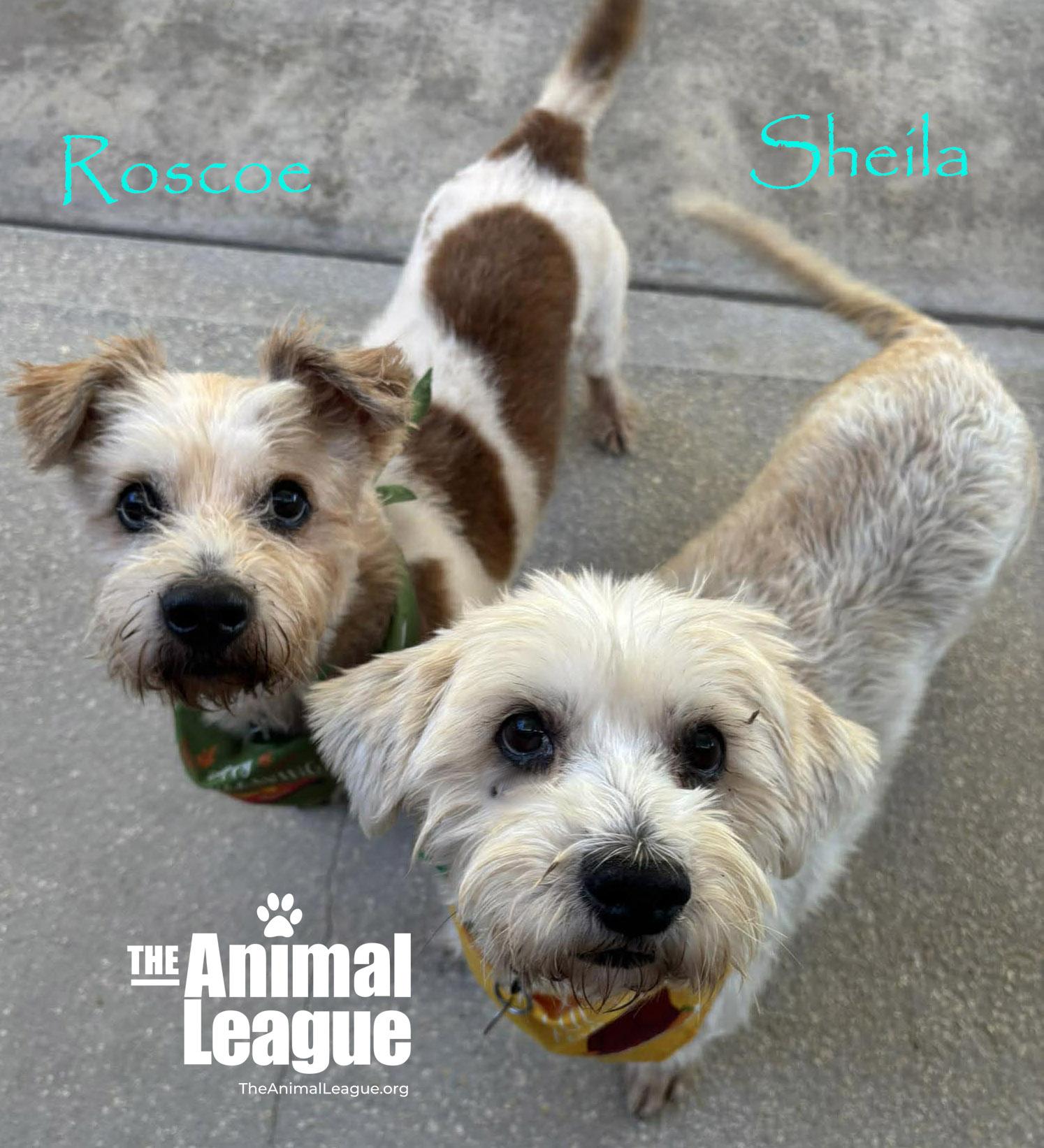 Enlarge Sheila, a Adoptable mixed breed in Groveland, FL image 5/5