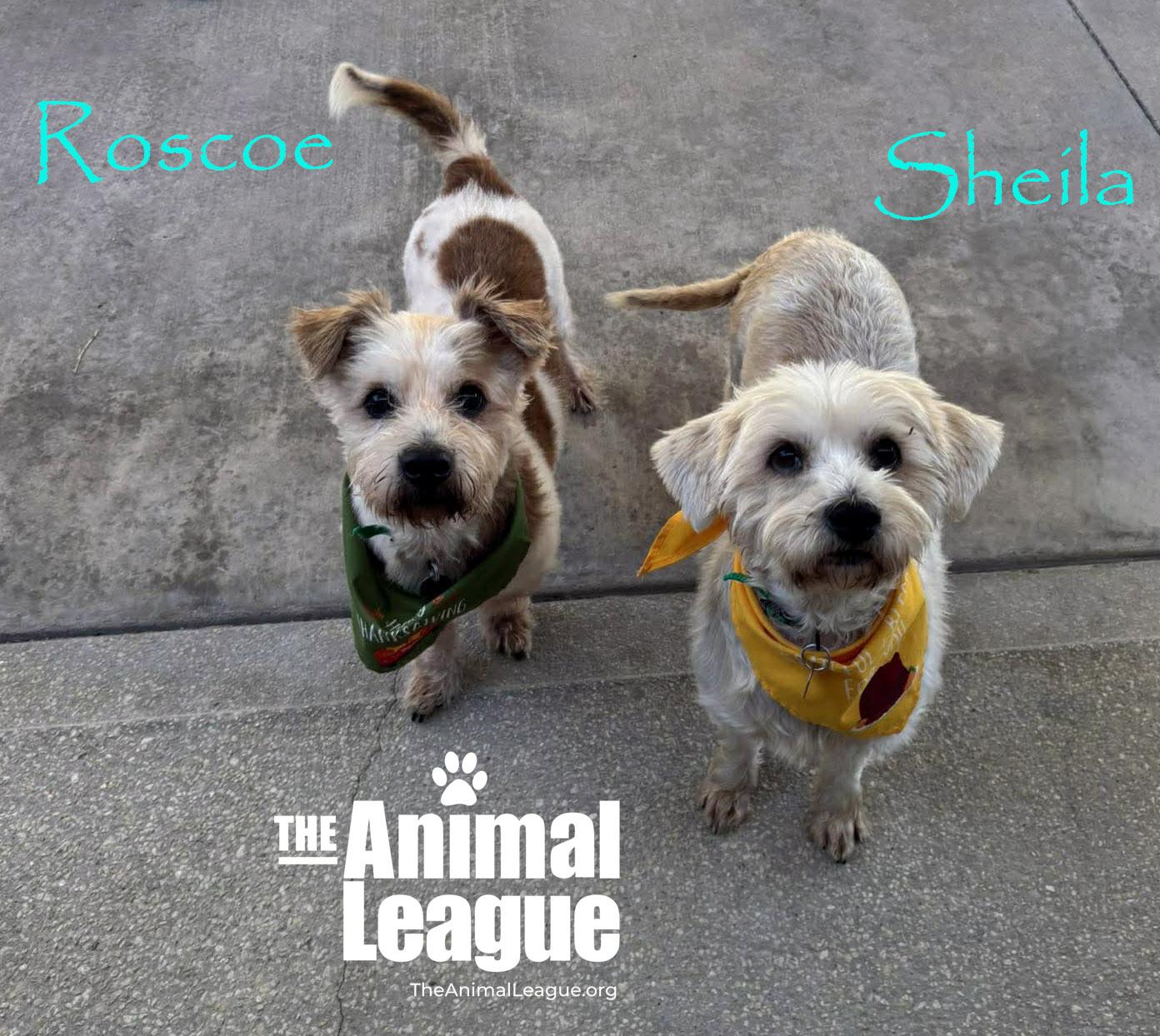 Enlarge Sheila, a Adoptable mixed breed in Groveland, FL image 4/5