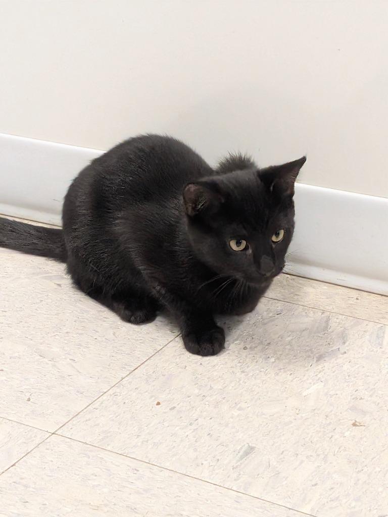 JOHN, Adoptable, Kitten Male Domestic Short Hair.