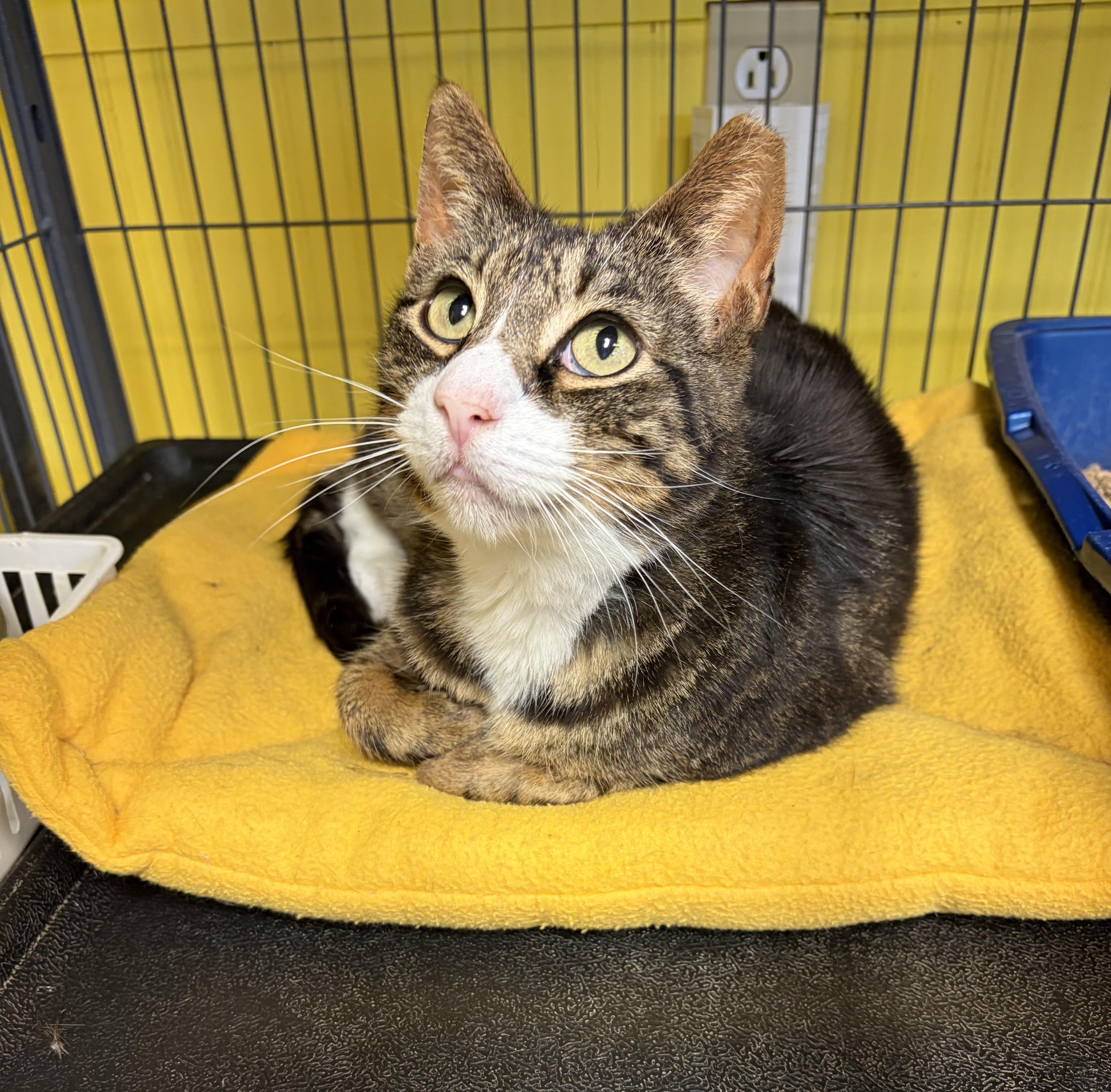 Kim Possible, Adoptable, Young Female Domestic Short Hair.