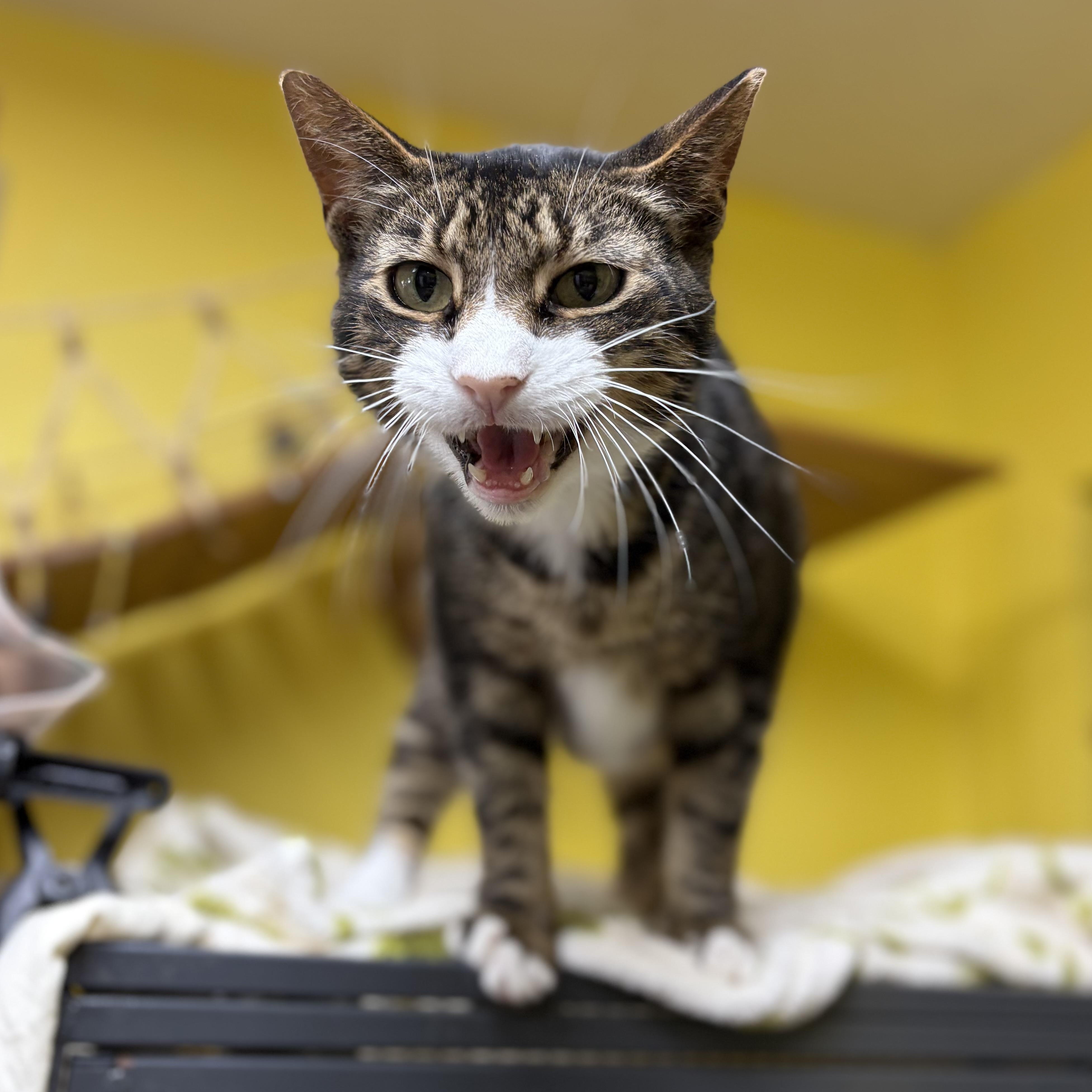 Kim Possible, a Adoptable Domestic Short Hair in Cortland, NY image 3/4