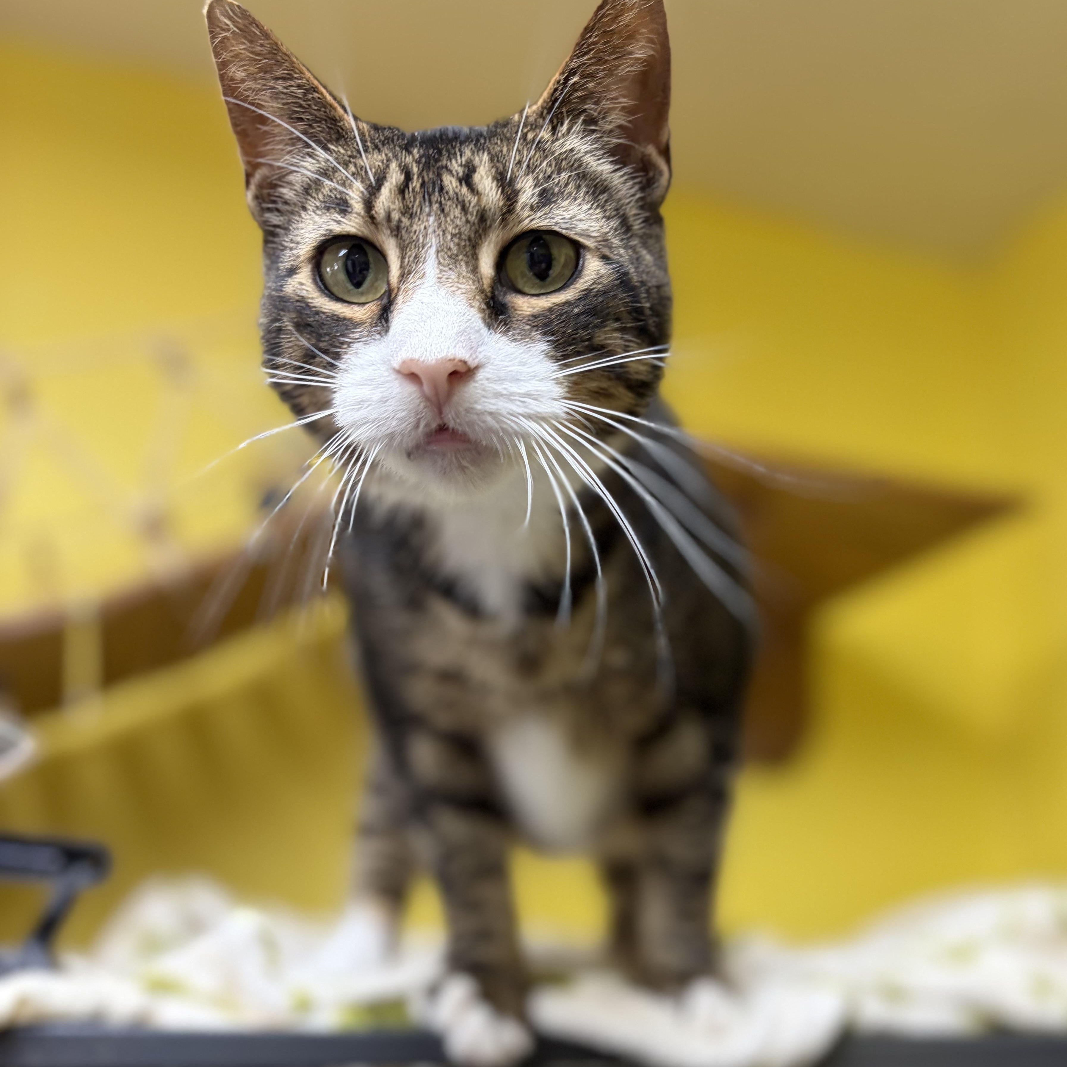 Kim Possible, a Adoptable Domestic Short Hair in Cortland, NY image 2/4