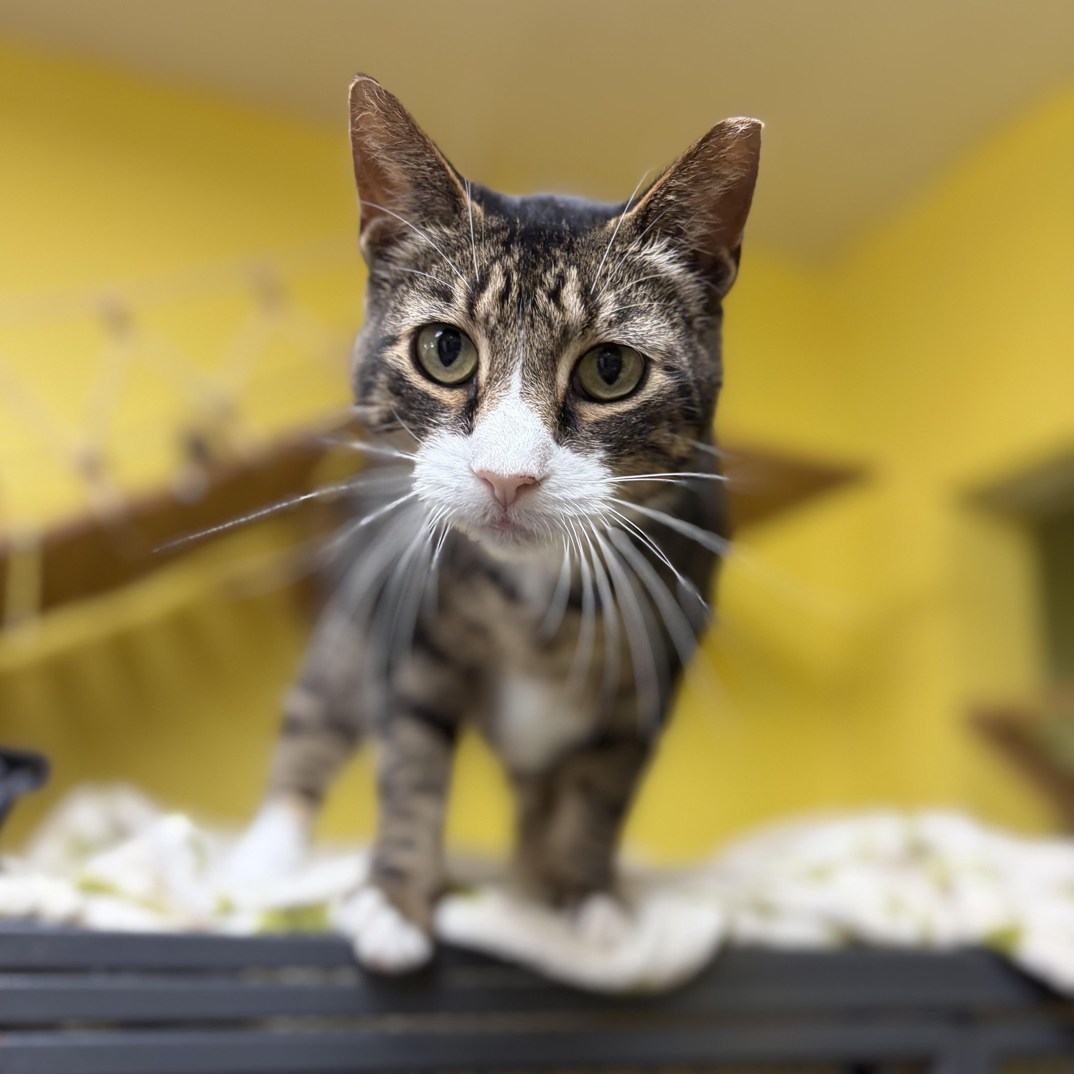 Kim Possible, a Adoptable Domestic Short Hair in Cortland, NY image 4/4