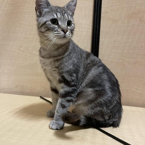 Sally Field, an adopted Domestic Short Hair in Barrington Hills, IL image 6/6