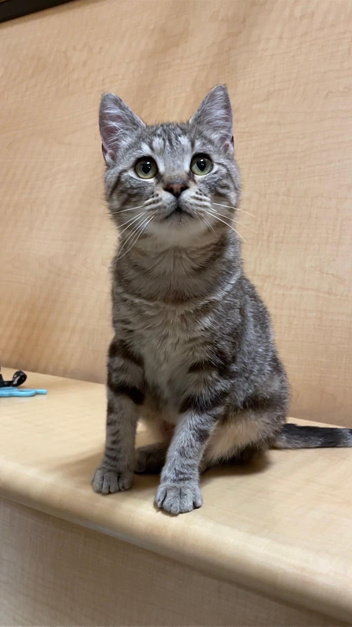 Sally Field, an adopted Domestic Short Hair in Barrington Hills, IL image 1/6