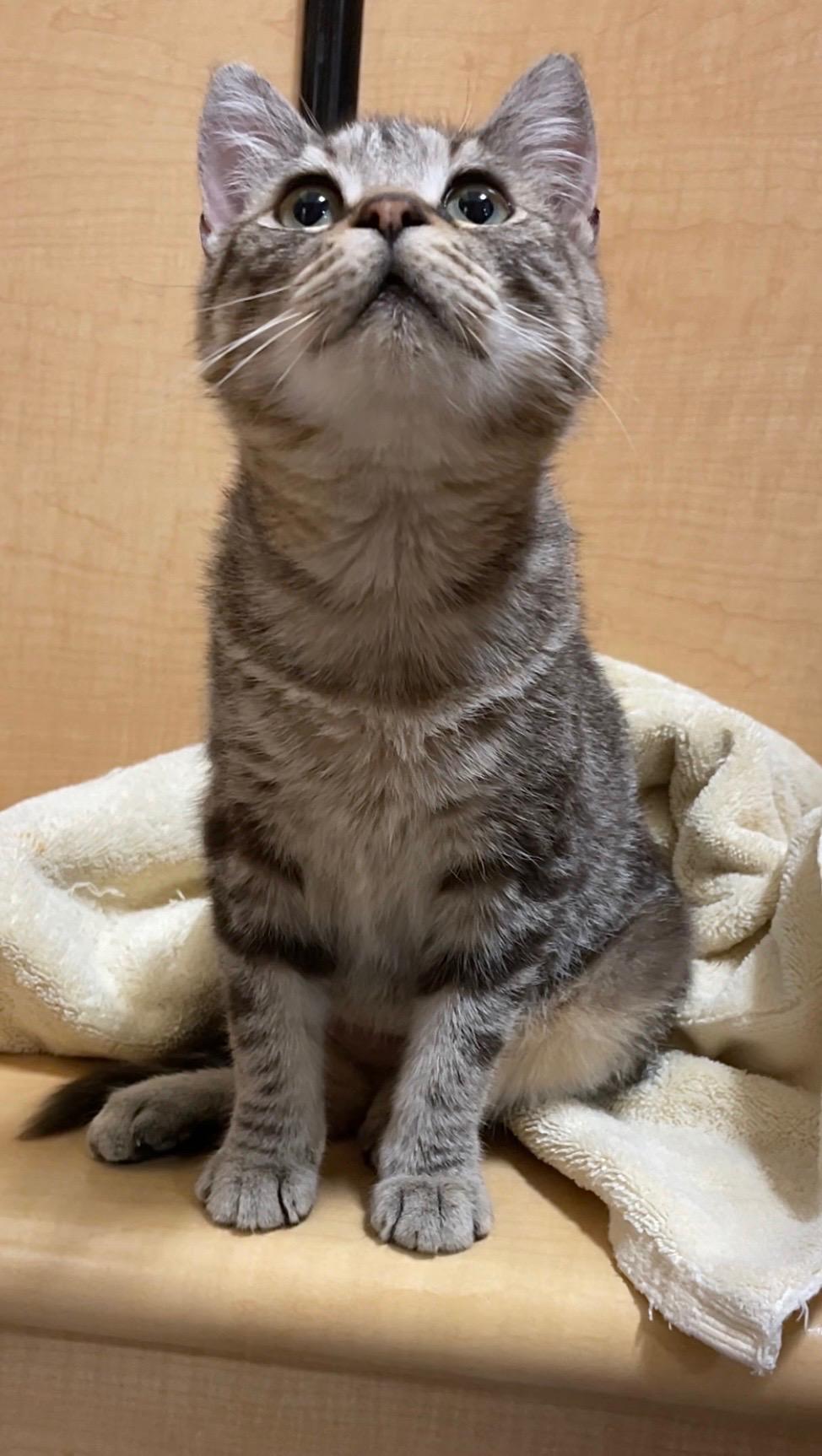 Sally Field, an adopted Domestic Short Hair in Barrington Hills, IL image 5/6