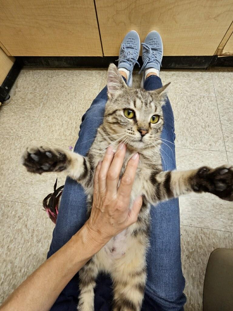 Sally Field, an adopted Domestic Short Hair in Barrington Hills, IL image 4/6