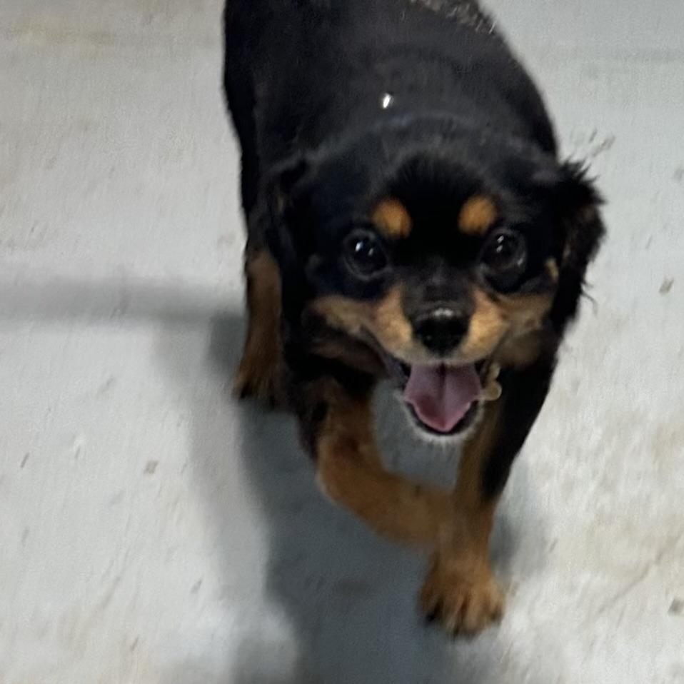 Priscilla, Adoptable, Adult Female Pomeranian & Cavalier King Charles Spaniel.