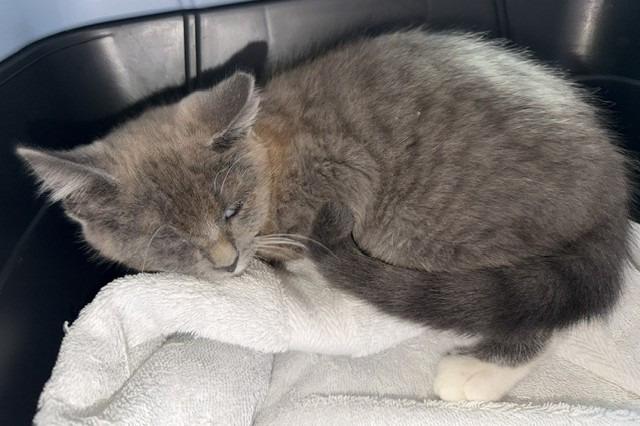 K-2026-60 Pebbles, Adoptable, Kitten Female Domestic Short Hair.
