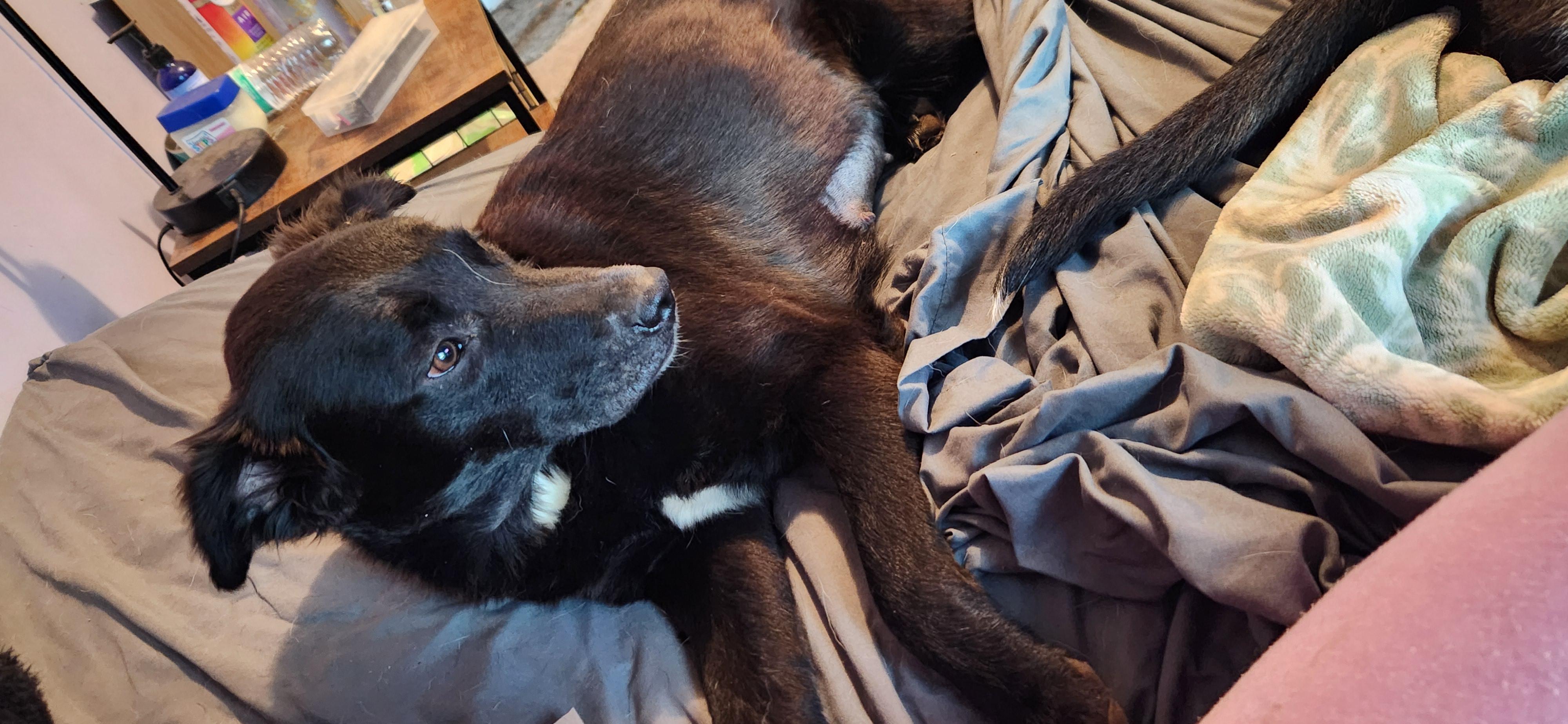 Enlarge Zira, a Adoptable mixed breed in Joshua, TX image 2/2