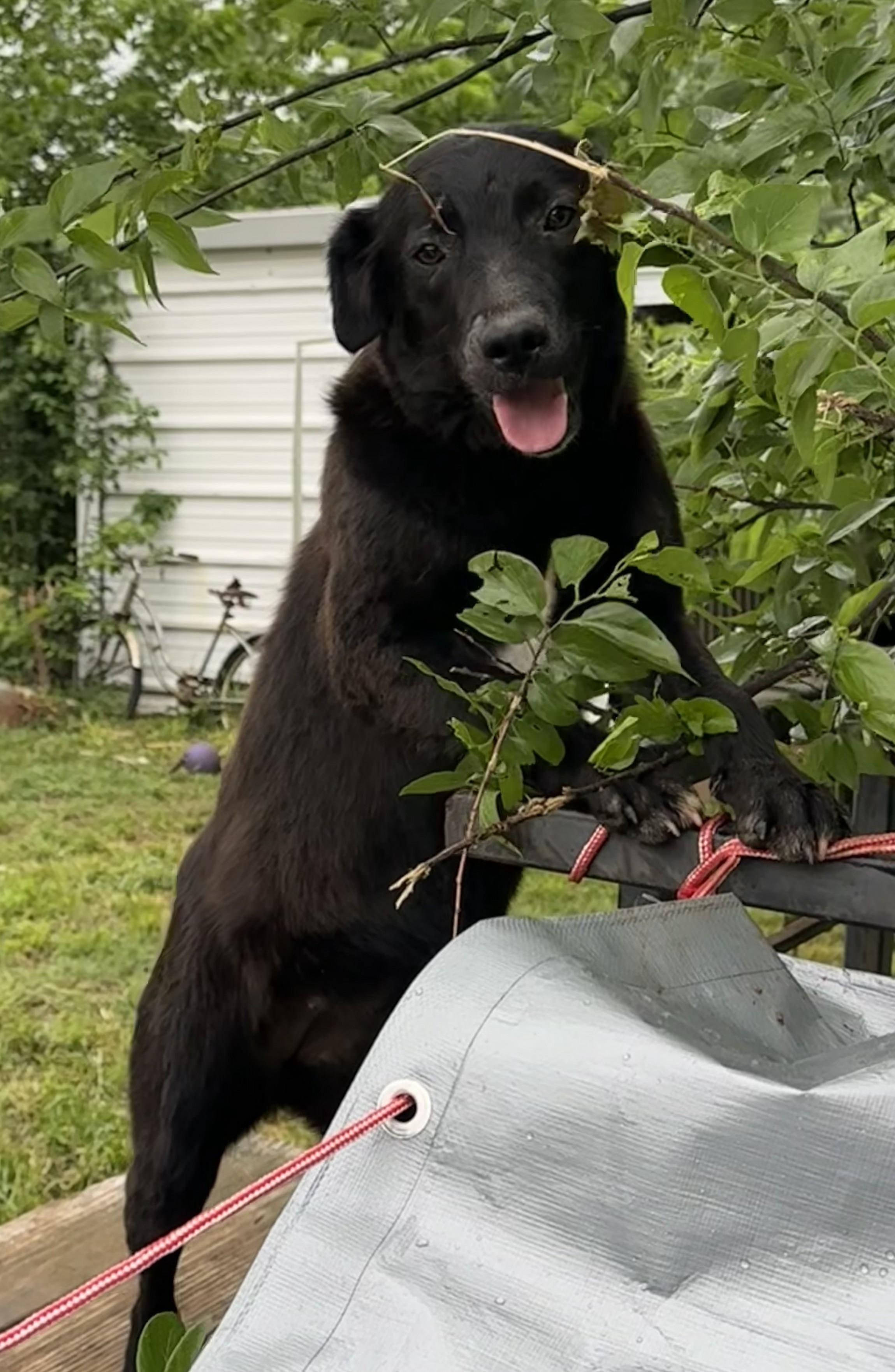 Zira, Adoptable, Puppy Female Border Collie.