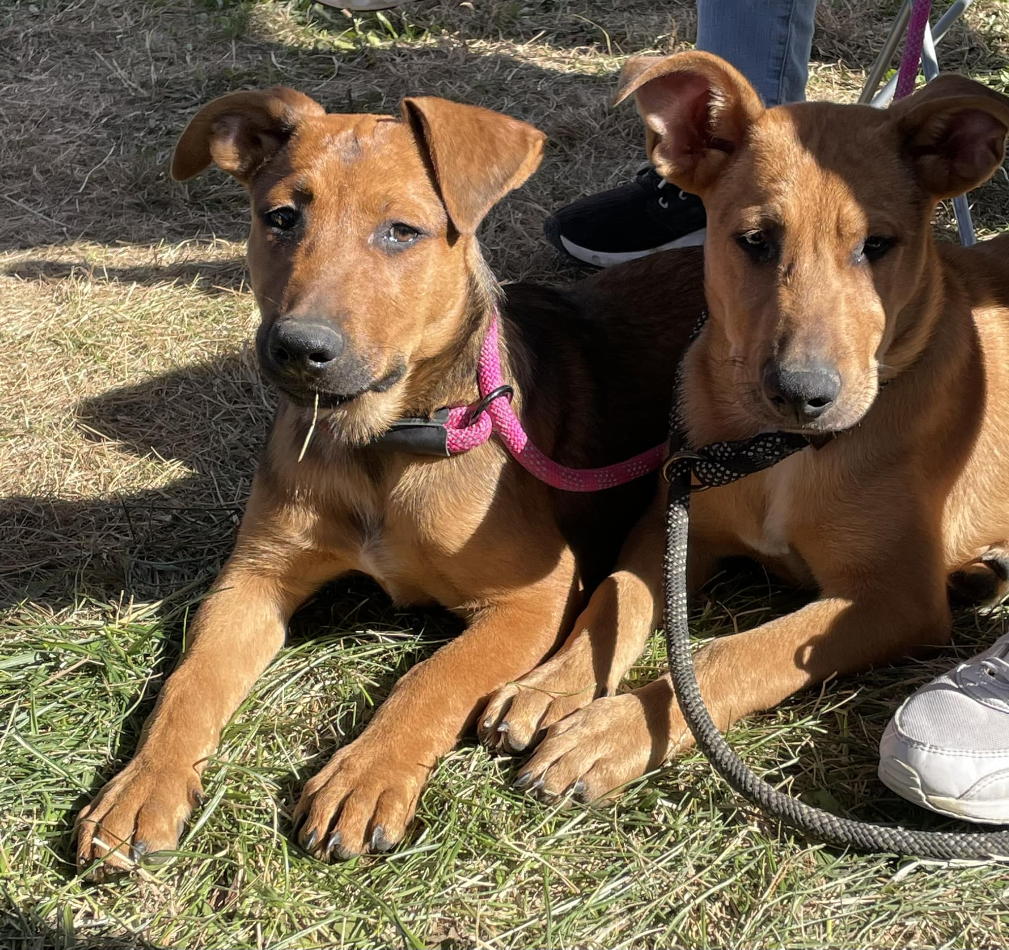 Enlarge Shelby, a Adoptable mixed breed in Plainfield, IN image 4/4