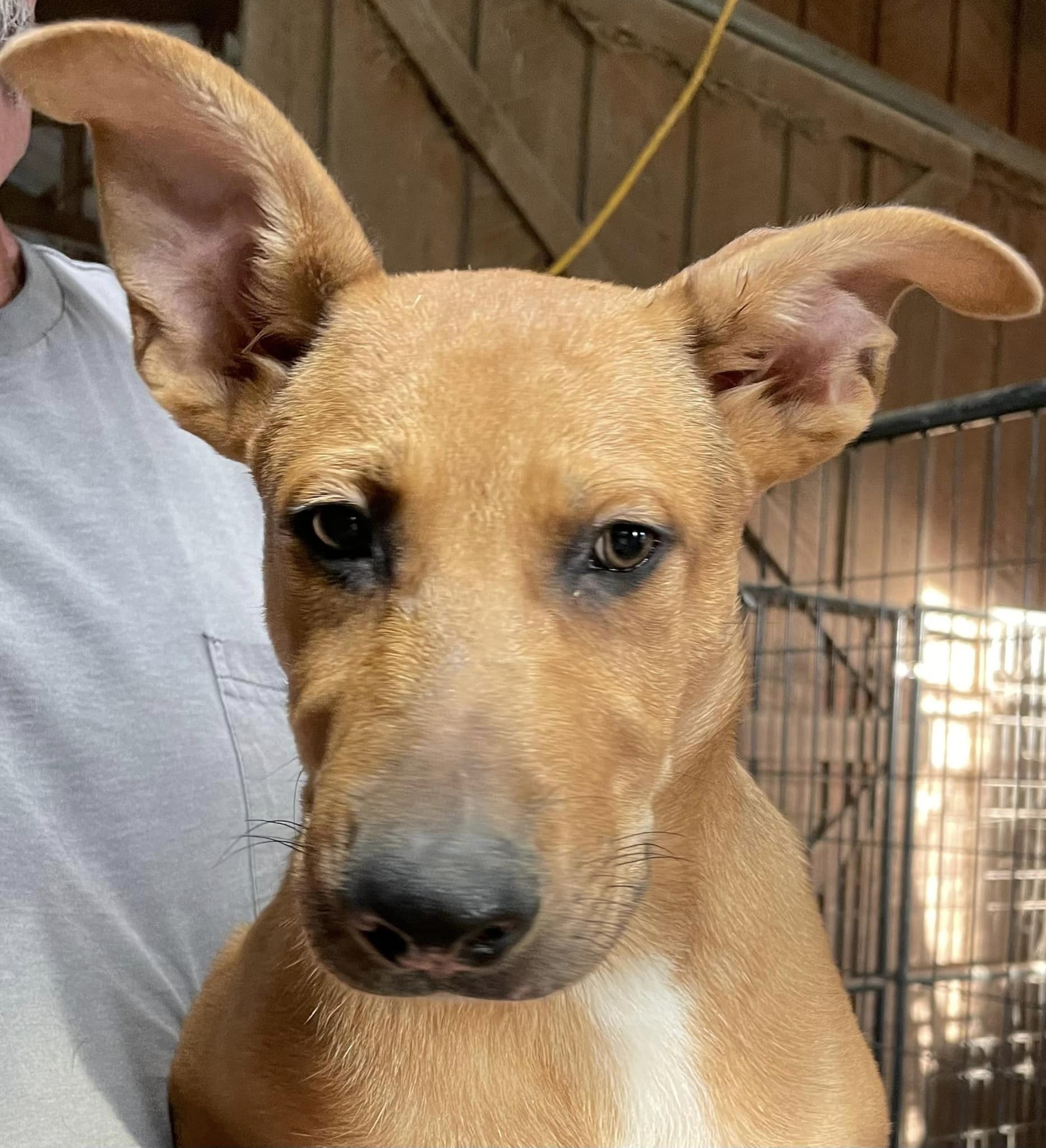 Enlarge Shelby, a Adoptable mixed breed in Plainfield, IN image 3/4