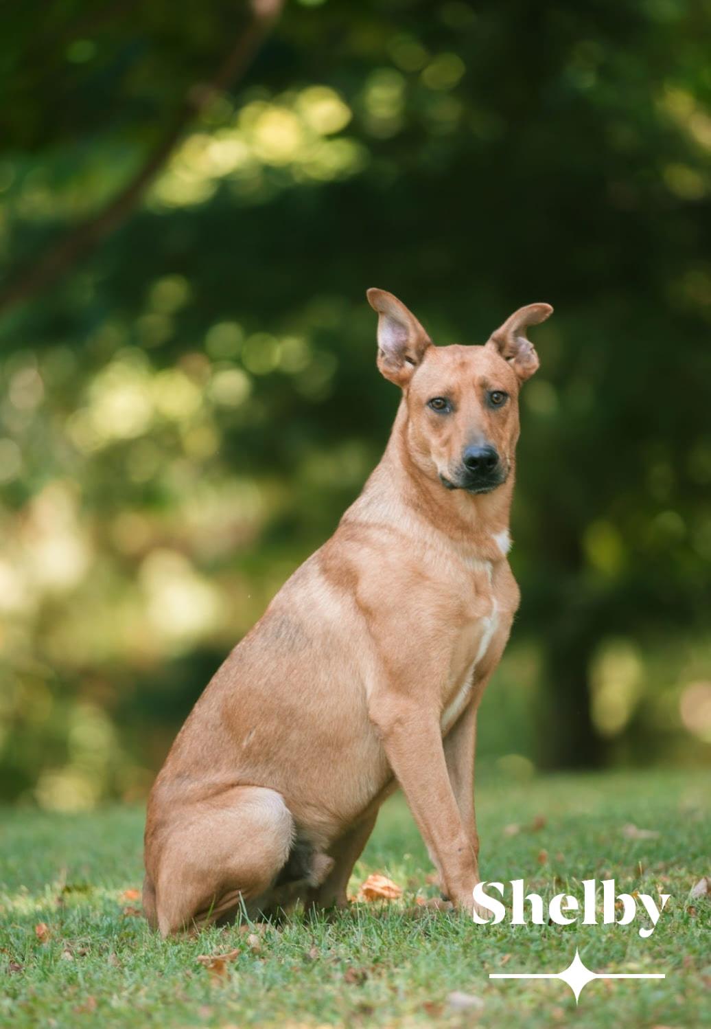 Enlarge Shelby, a Adoptable mixed breed in Plainfield, IN image 1/4