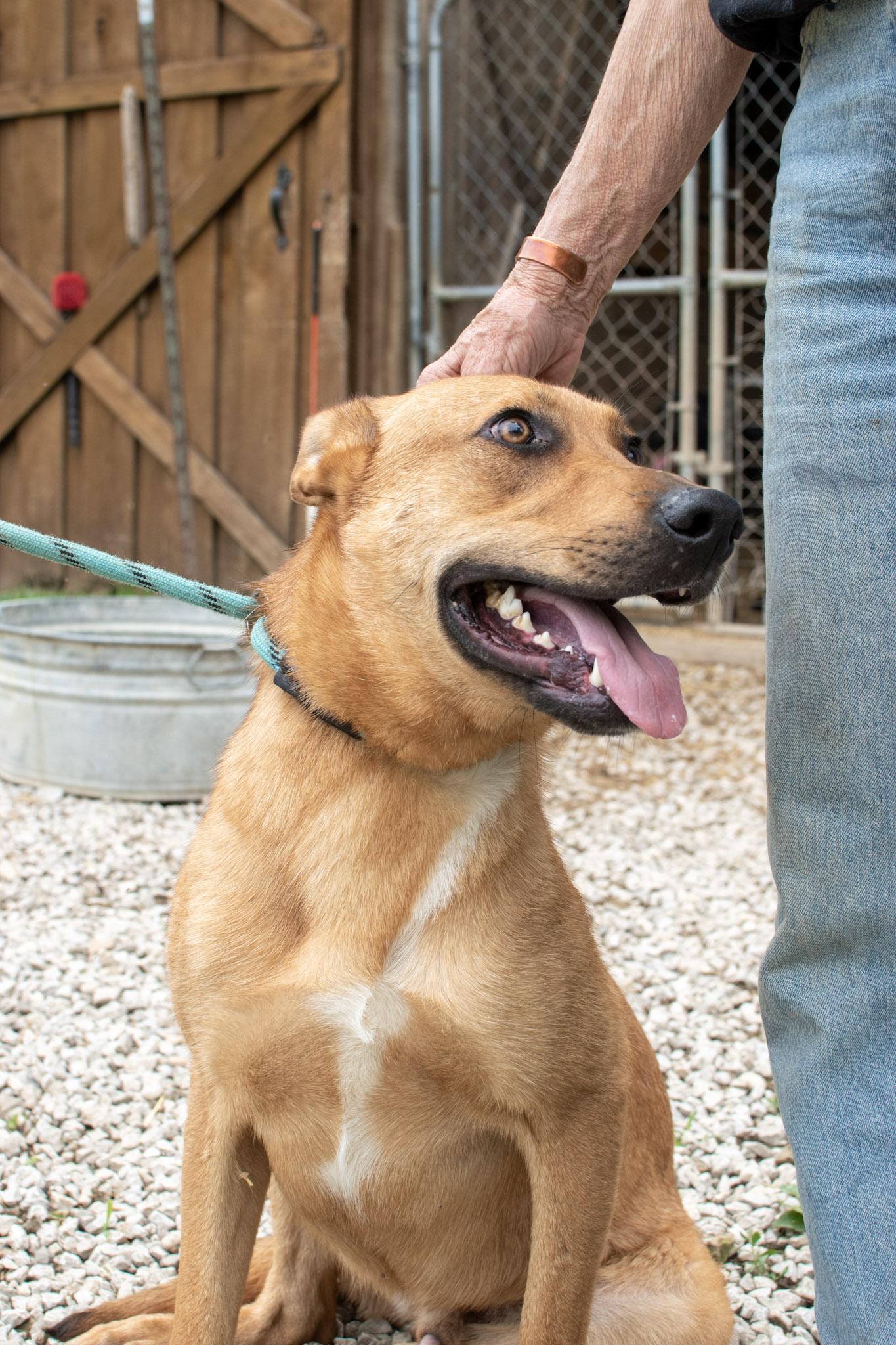Enlarge Shelby, a Adoptable mixed breed in Plainfield, IN image 2/4
