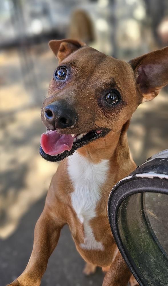Enlarge Hank, a Adoptable mixed breed in Nokomis, FL image 1/1