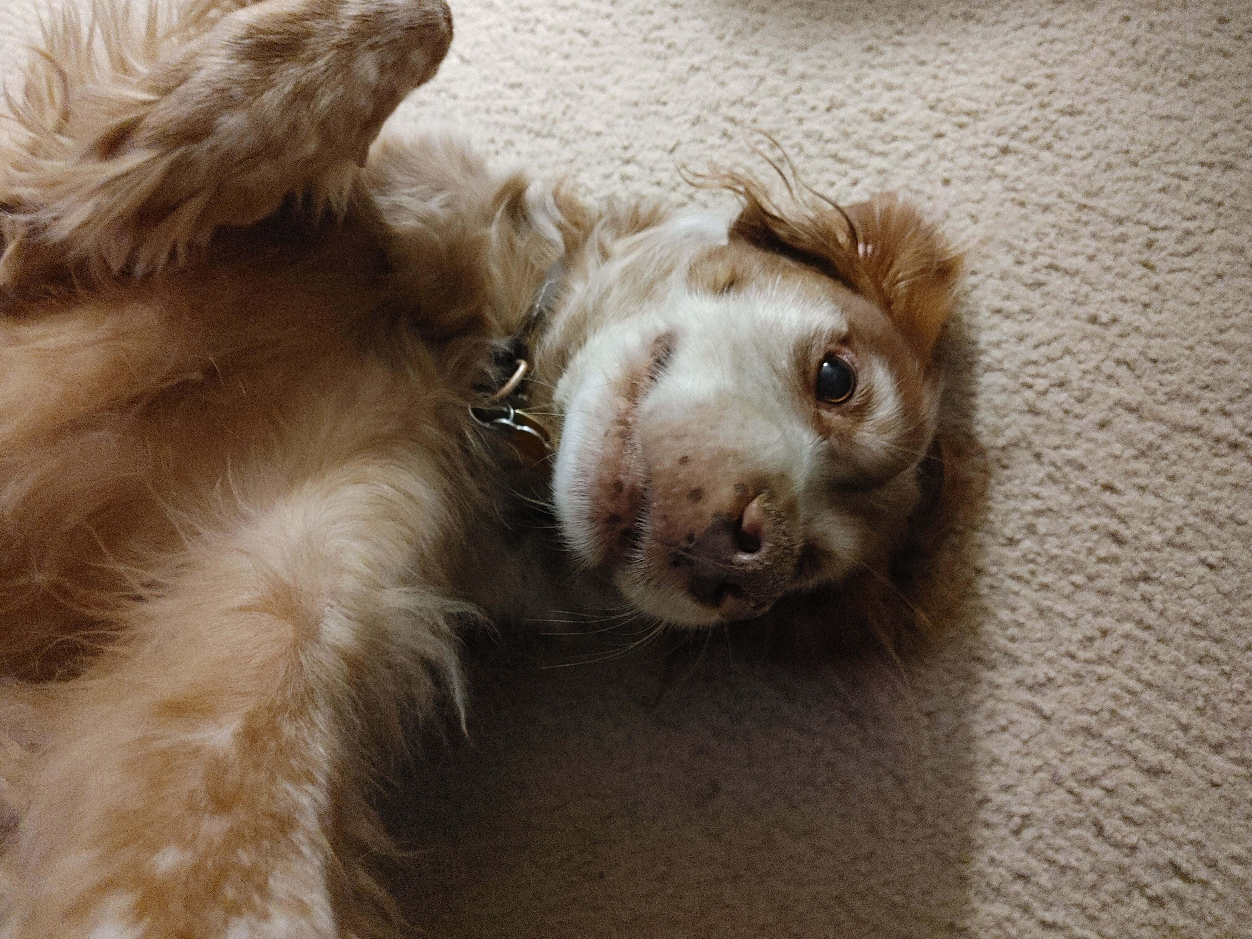 Enlarge Kate - 20038526 - VA, a Adopted Brittany Spaniel in Front Royal, VA image 1/4