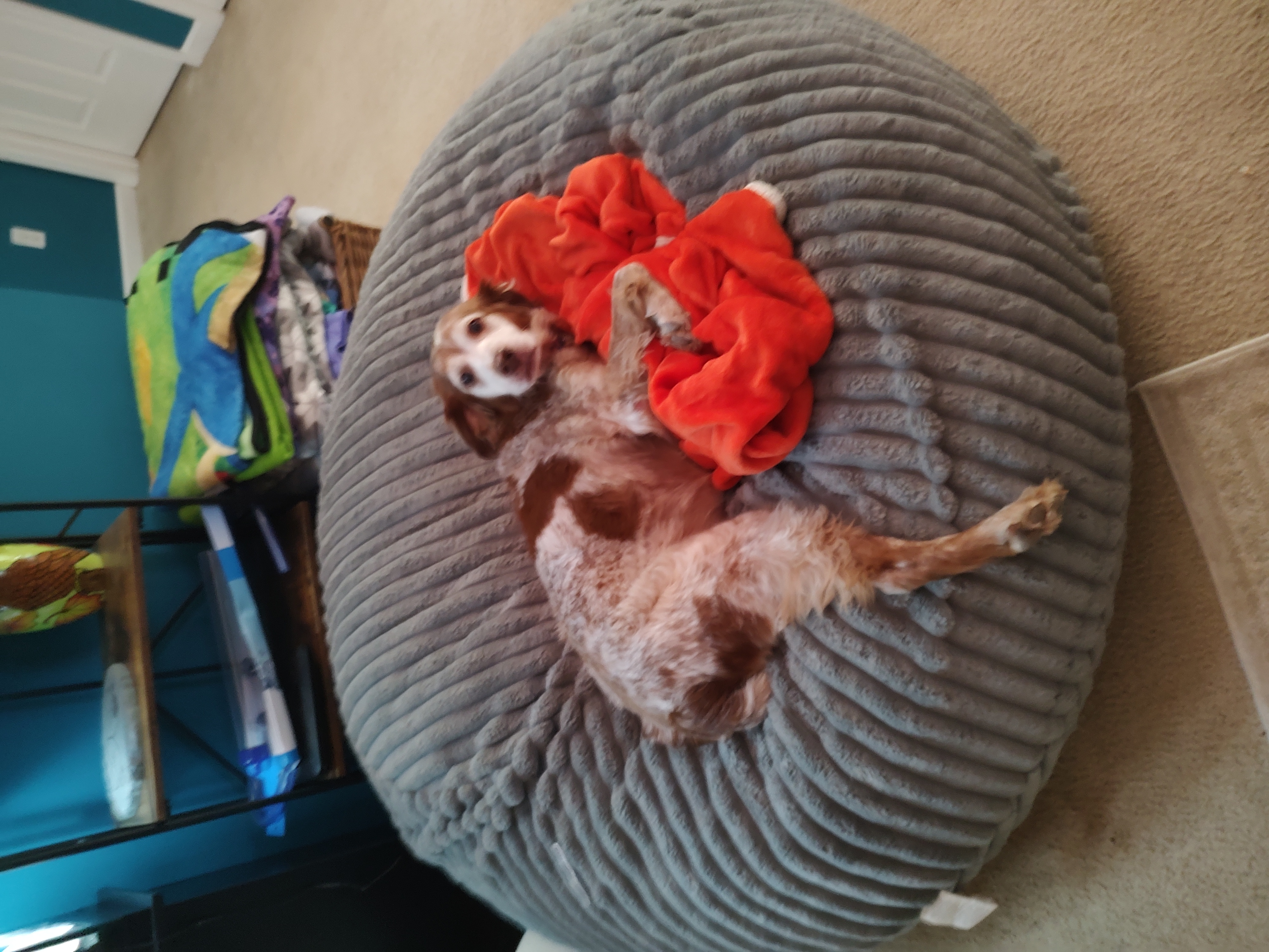 Enlarge Kate - 20038526 - VA, a Adopted Brittany Spaniel in Front Royal, VA image 2/4