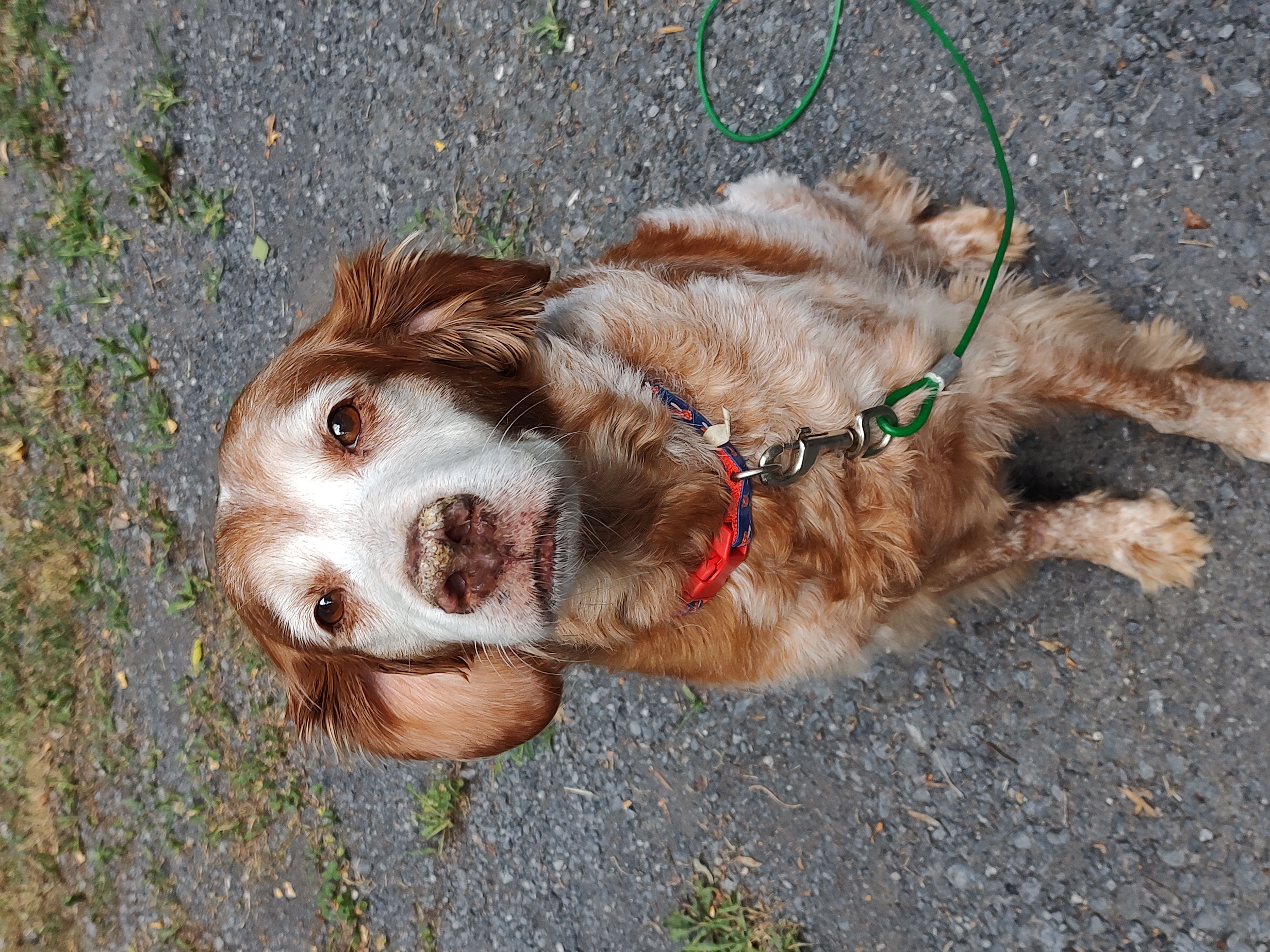 Enlarge Kate - 20038526 - VA, a Adopted Brittany Spaniel in Front Royal, VA image 3/4