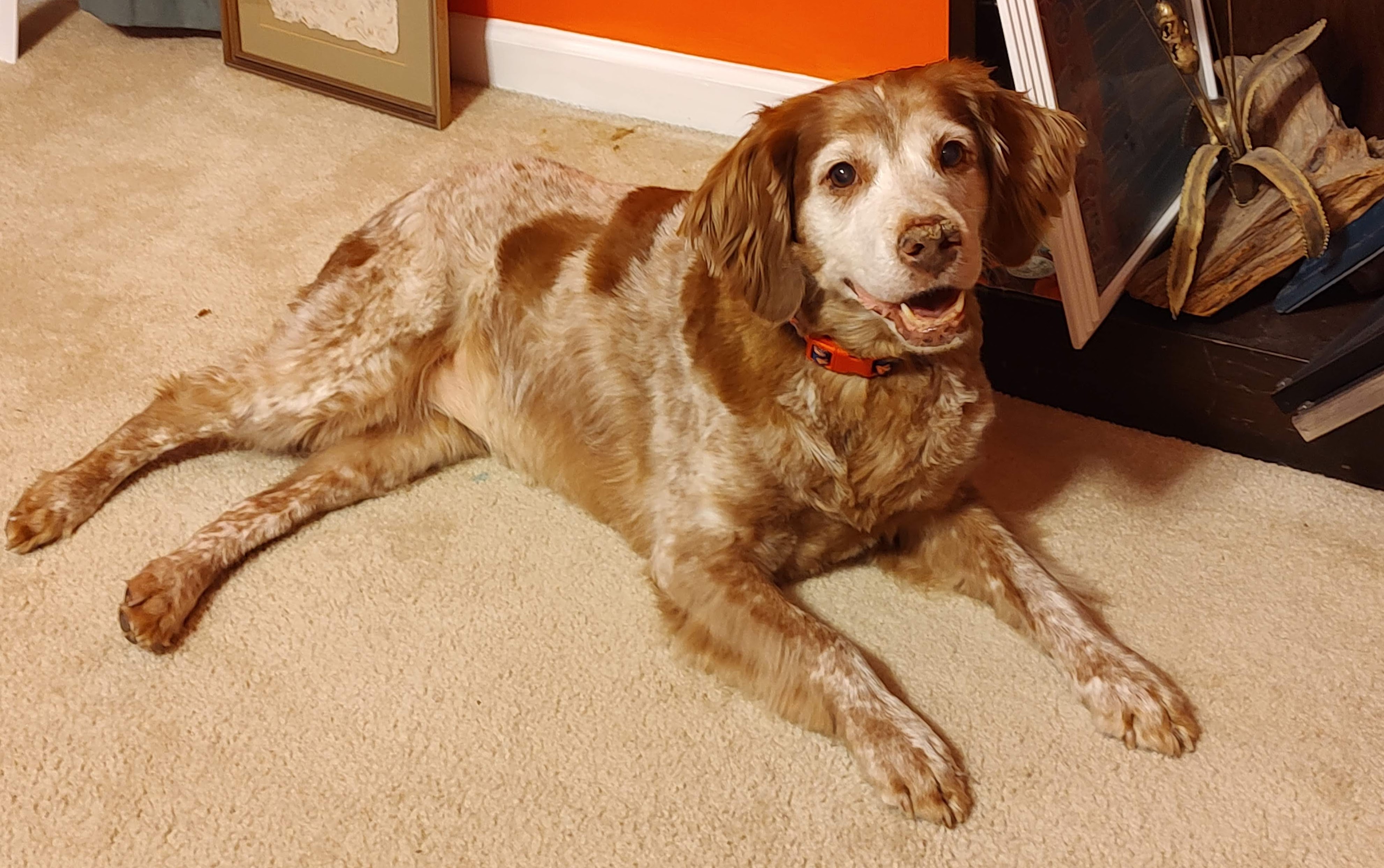 Enlarge Kate - 20038526 - VA, a Adopted Brittany Spaniel in Front Royal, VA image 4/4