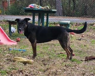 Enlarge Bloom, a Adoptable mixed breed in Sherwood, AR image 1/5