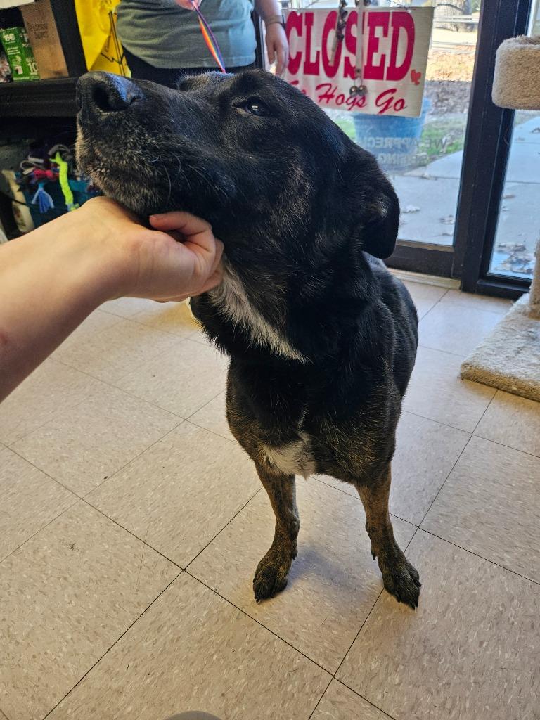 Enlarge Bloom, a Adoptable mixed breed in Sherwood, AR image 1/1