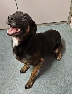 Enlarge Bloom, a Adoptable mixed breed in Sherwood, AR image 3/5