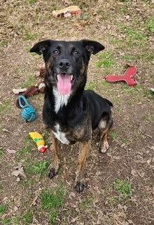 Enlarge Bloom, a Adoptable mixed breed in Sherwood, AR image 4/5