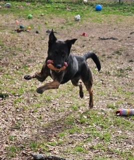 Enlarge Bloom, a Adoptable mixed breed in Sherwood, AR image 5/5