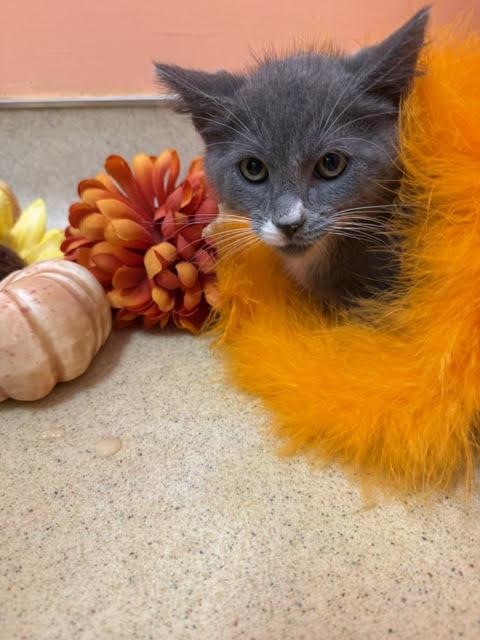 Kanga, a Adoptable Domestic Short Hair in Reynoldsburg, OH image 5/6