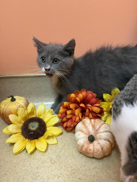 Kanga, a Adoptable Domestic Short Hair in Reynoldsburg, OH image 2/6