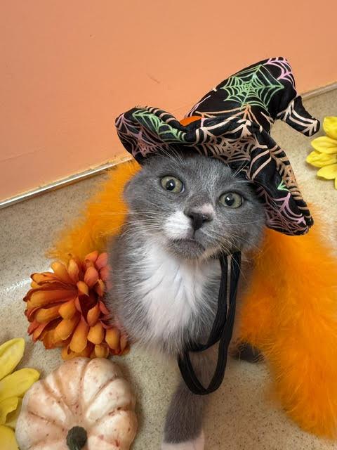 Kanga, a Adoptable Domestic Short Hair in Reynoldsburg, OH image 4/6