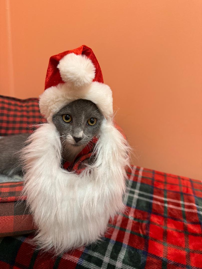 Kanga, a Adoptable Domestic Short Hair in Reynoldsburg, OH image 1/6