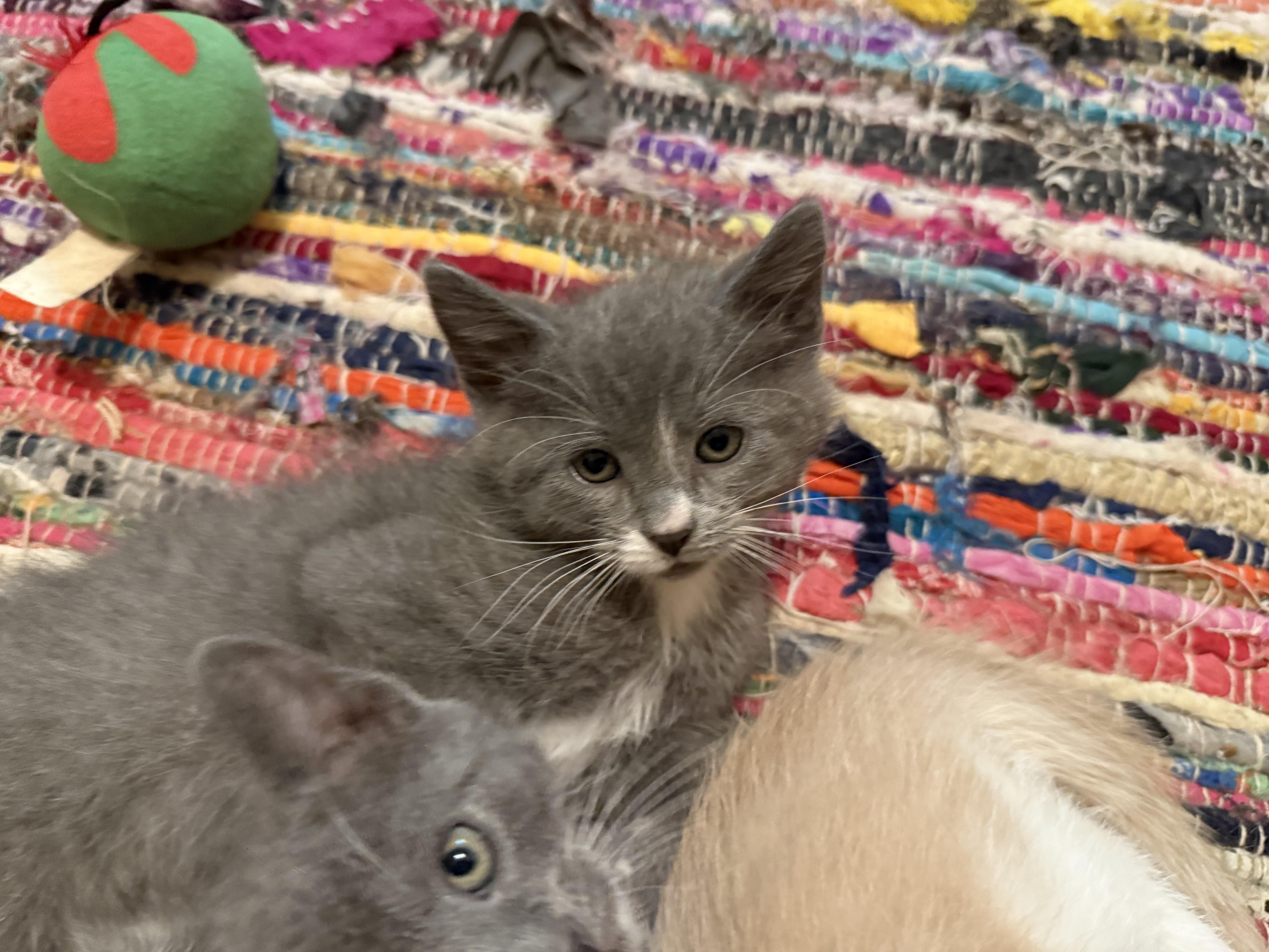 Kanga, a Adoptable Domestic Short Hair in Reynoldsburg, OH image 6/6