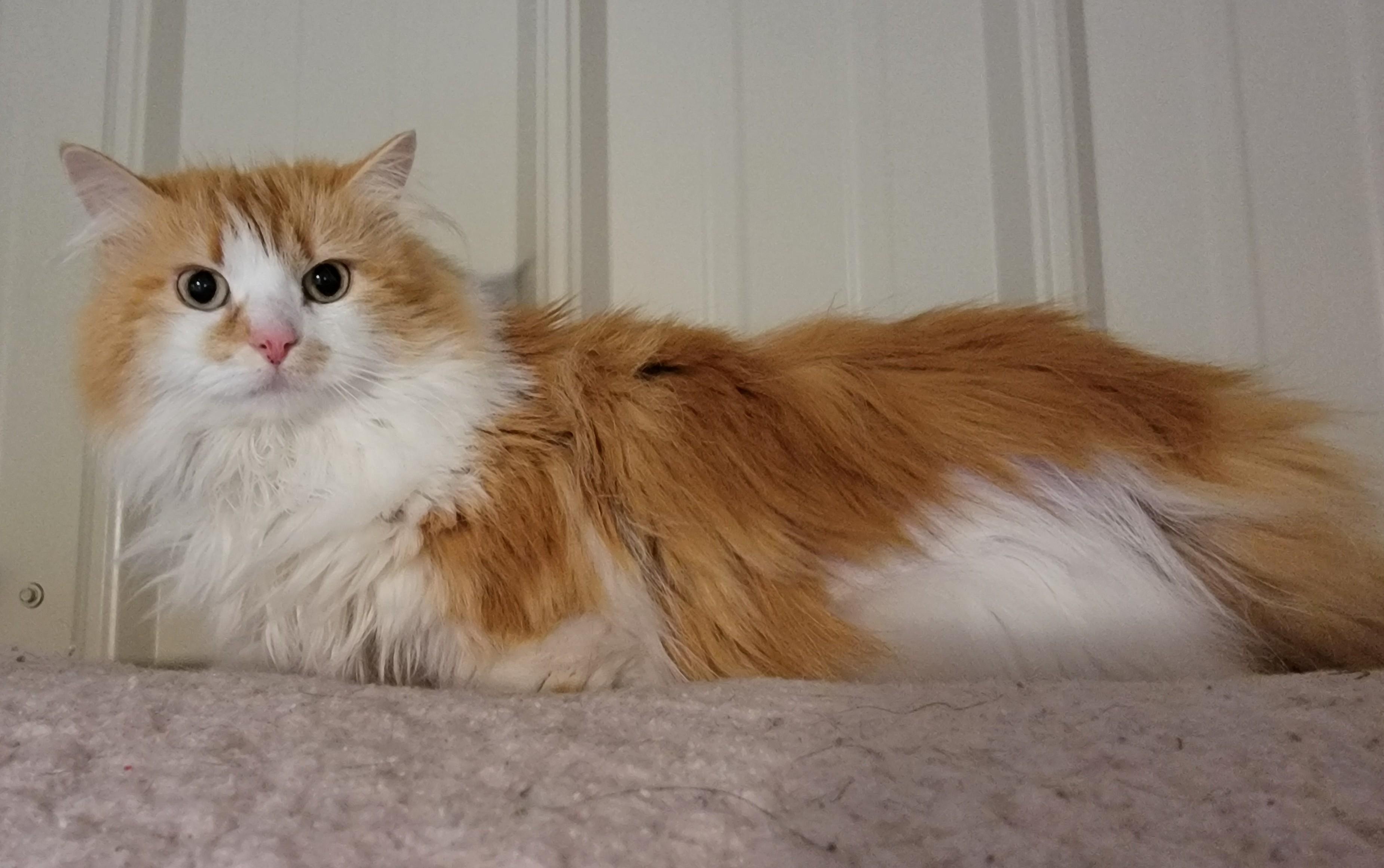 Enlarge Fleurette, a ADOPTABLE Domestic Short Hair in Mount Sterling, KY image 4/6