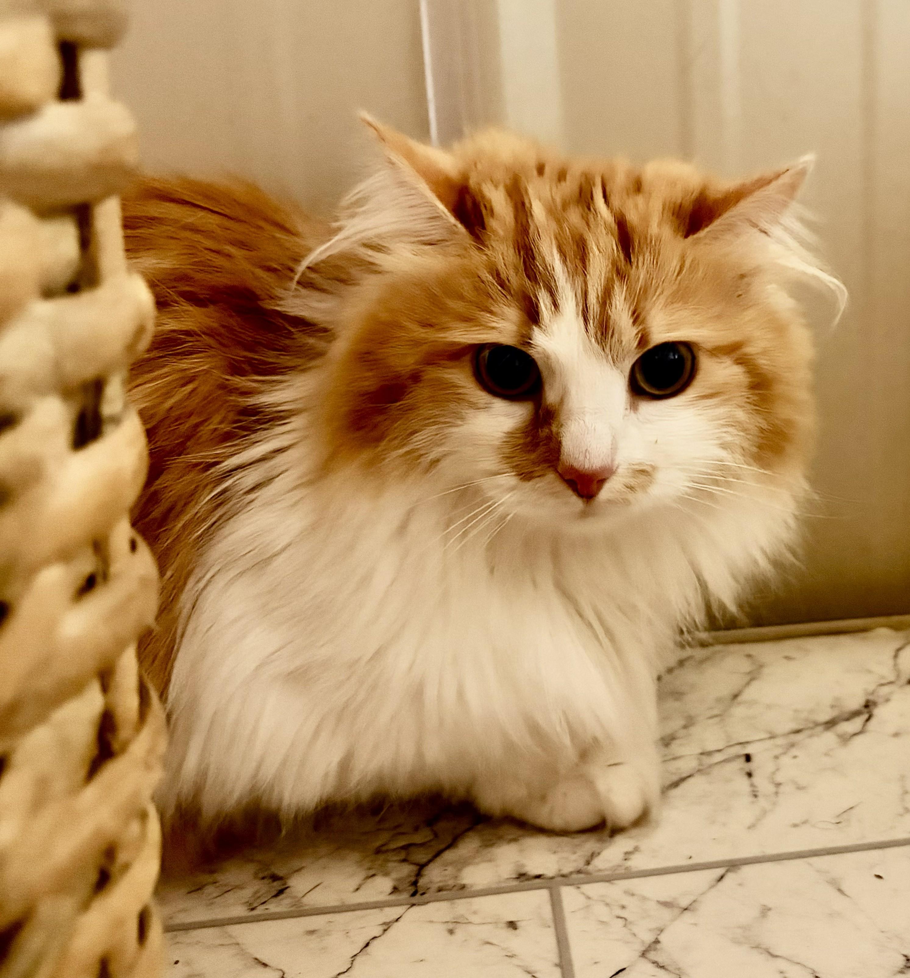 Fleurette, ADOPTABLE, Young Female Domestic Short Hair.