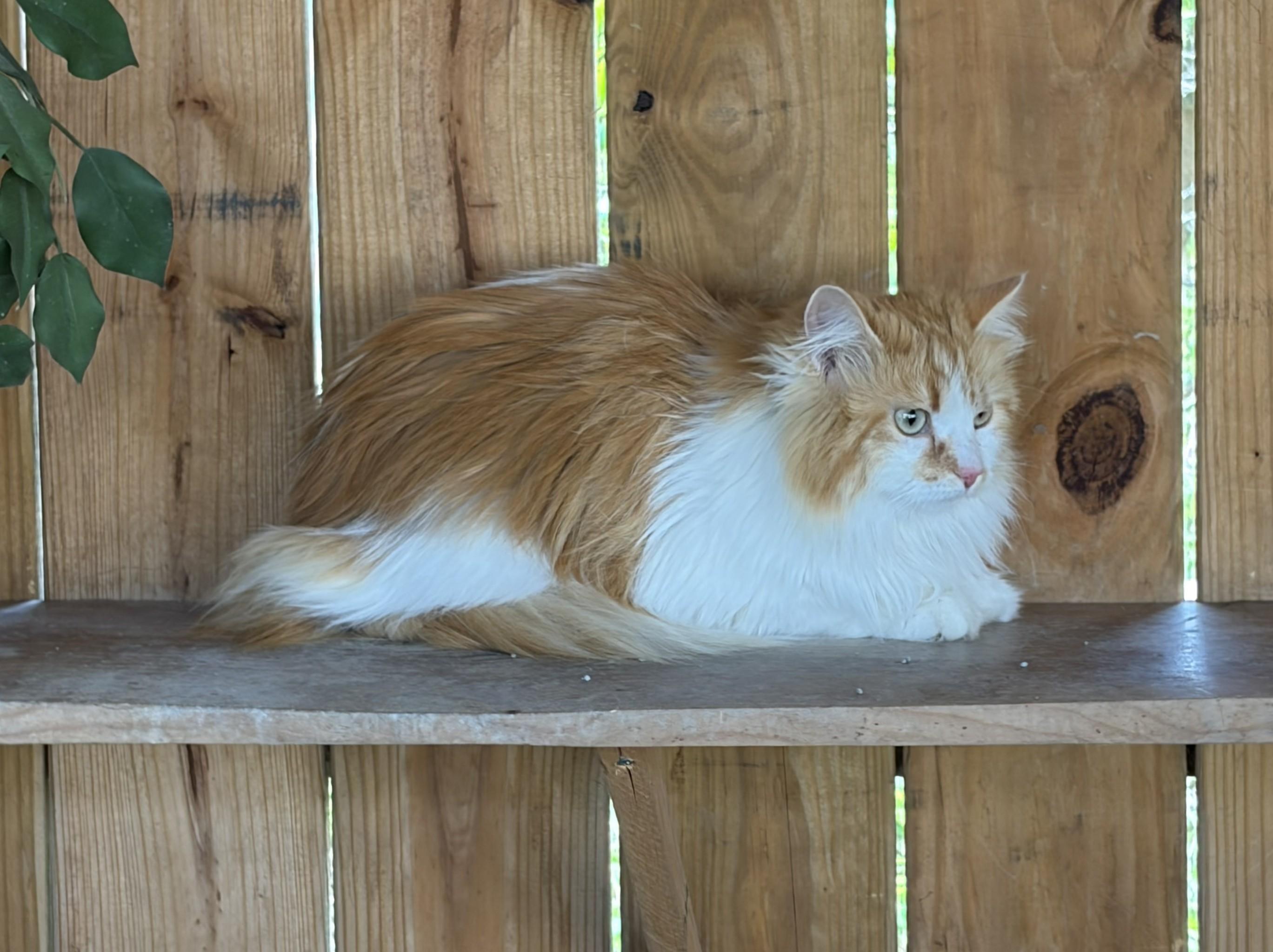 Enlarge Fleurette, a ADOPTABLE Domestic Short Hair in Mount Sterling, KY image 6/6