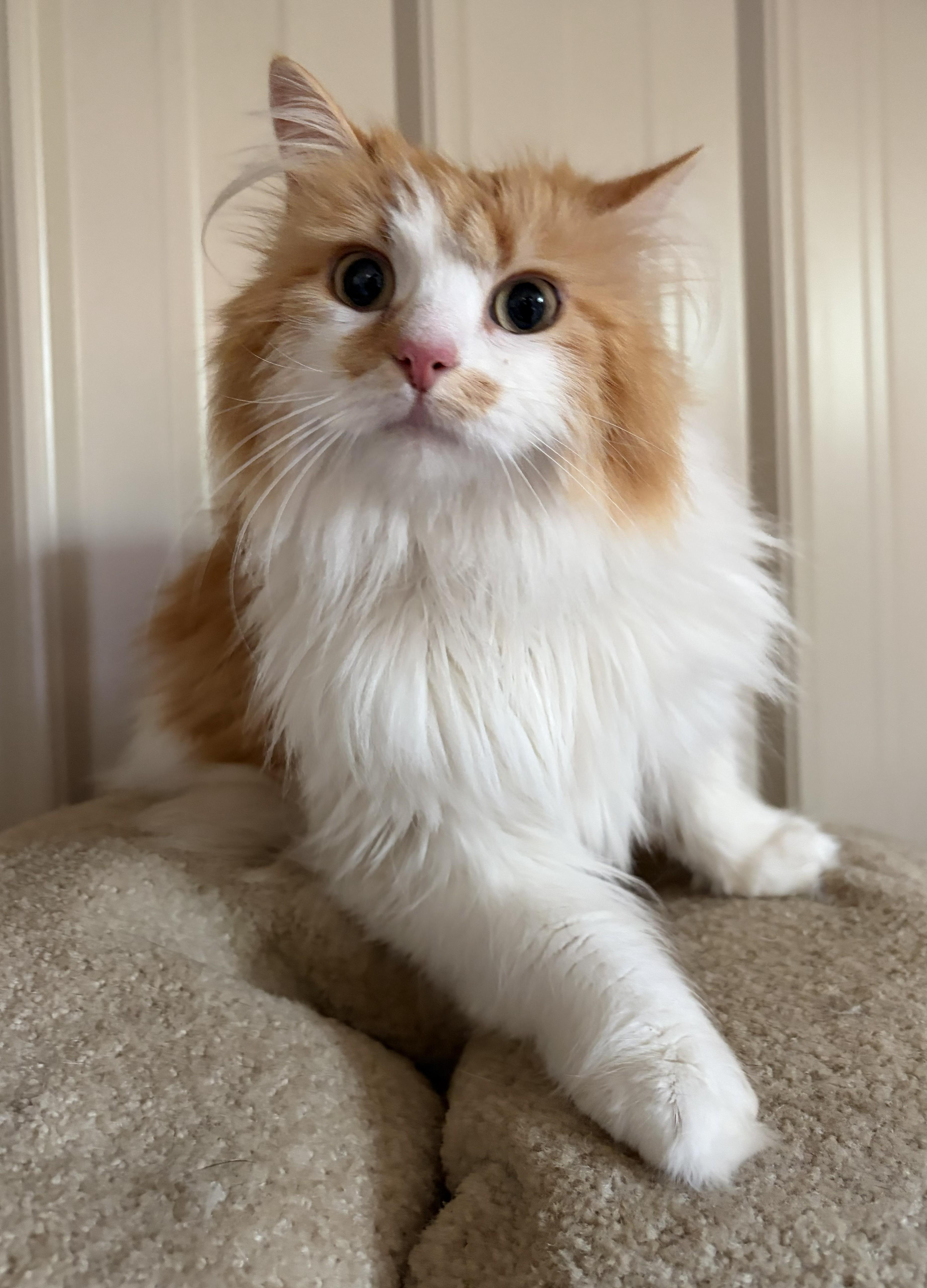 Enlarge Fleurette, a ADOPTABLE Domestic Short Hair in Mount Sterling, KY image 3/6