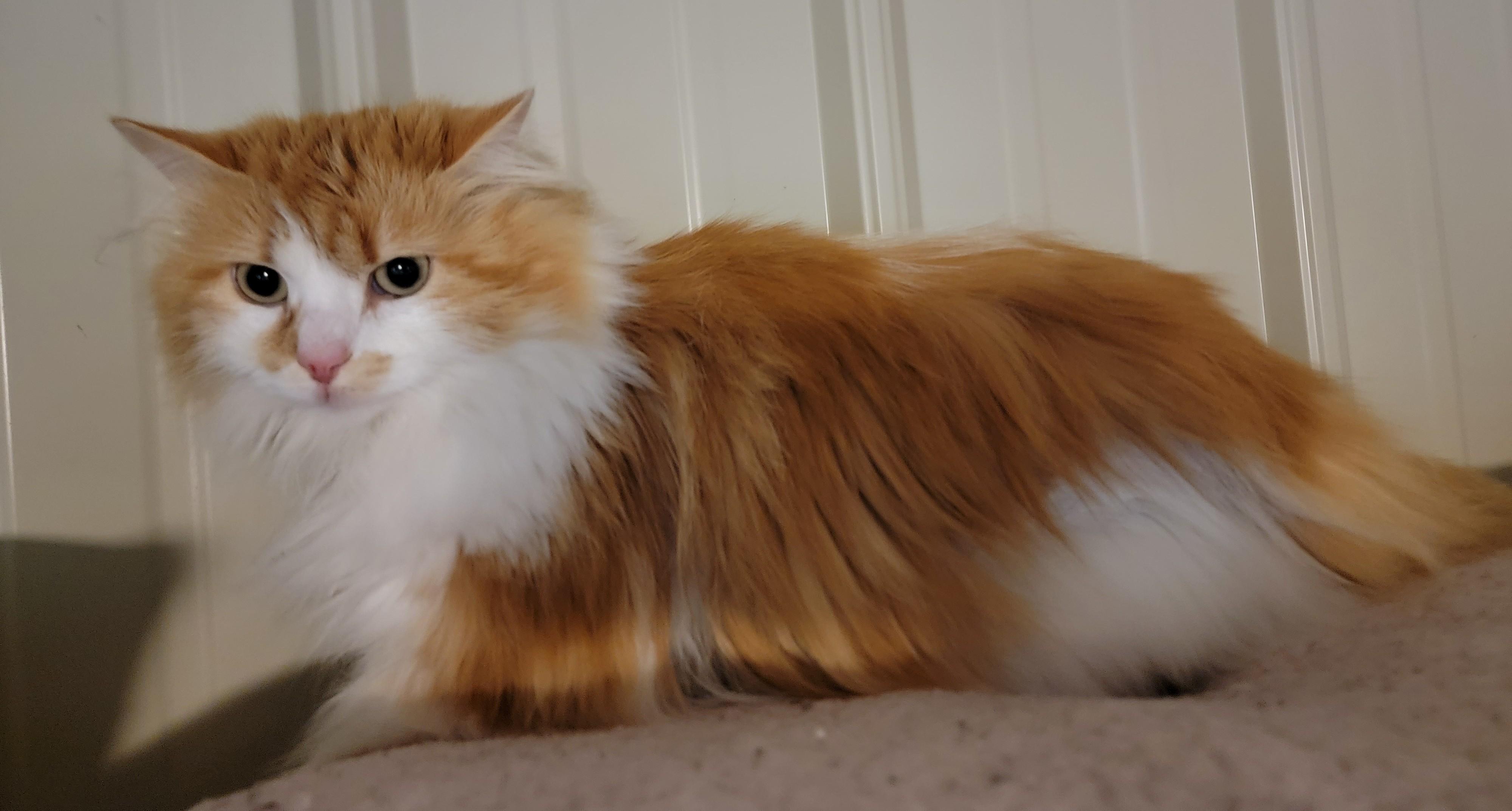 Enlarge Fleurette, a ADOPTABLE Domestic Short Hair in Mount Sterling, KY image 5/6