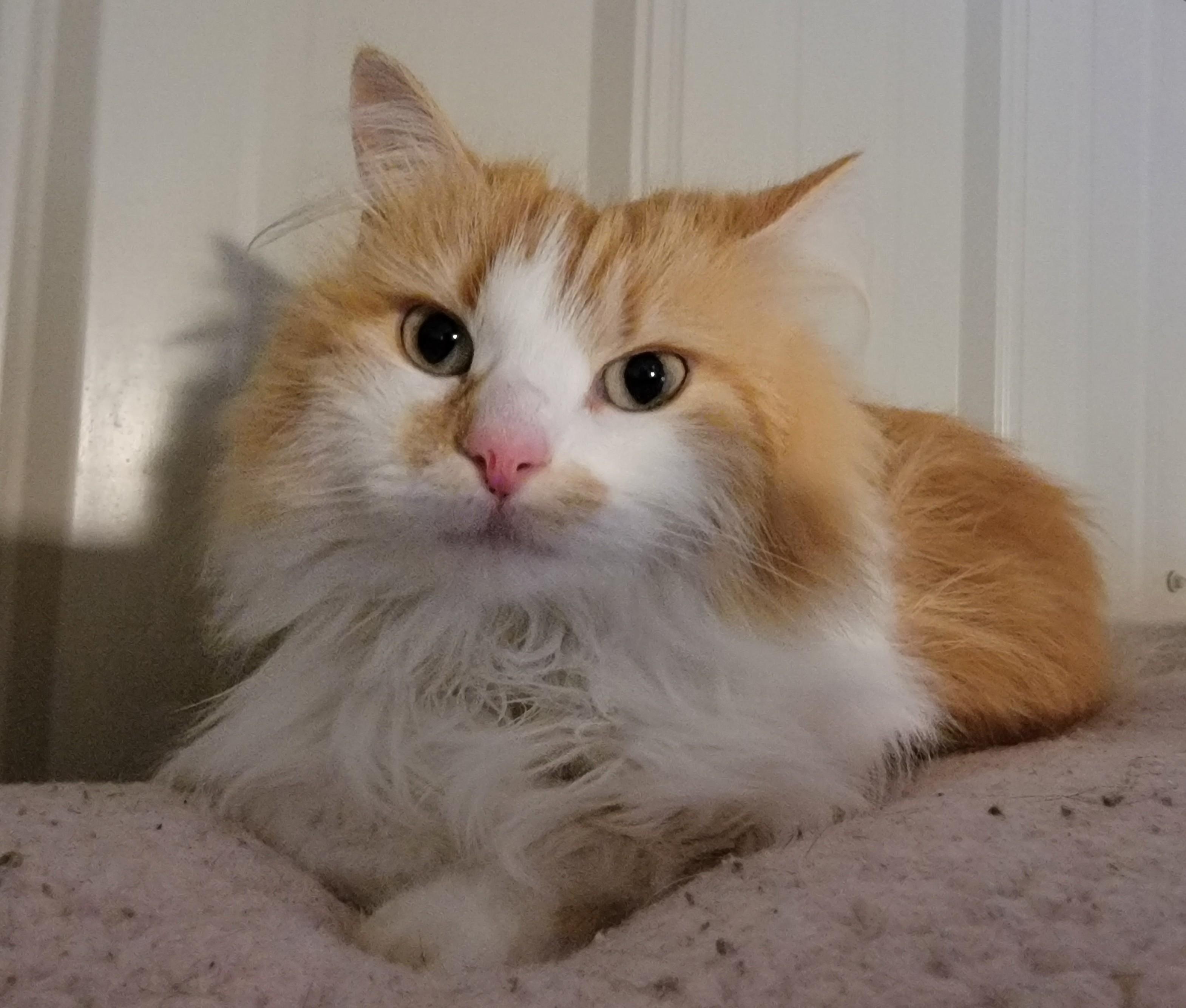 Enlarge Fleurette, a ADOPTABLE Domestic Short Hair in Mount Sterling, KY image 2/6