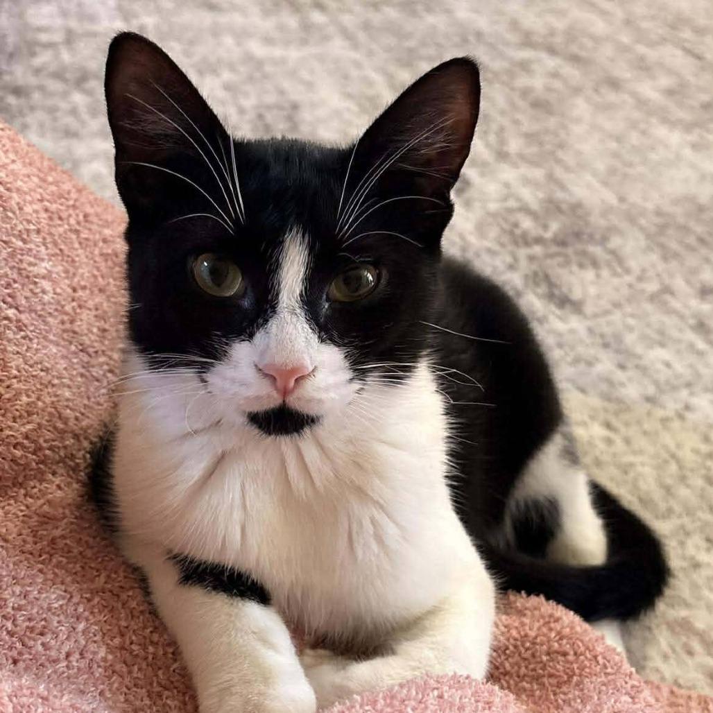 Lexi, Adoptable, Young Female Domestic Short Hair.