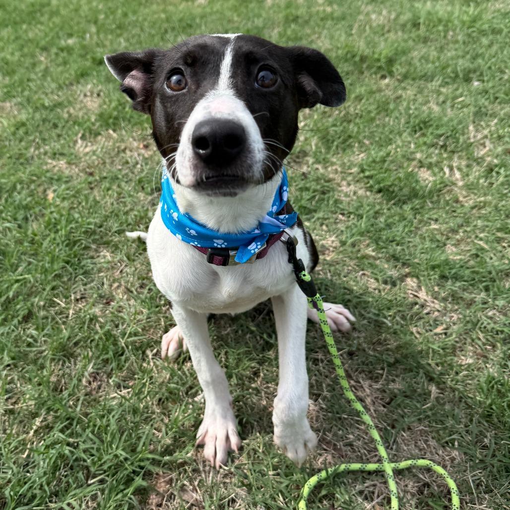 Minnie, Adoptable, Young Female Rat Terrier & Mixed Breed.