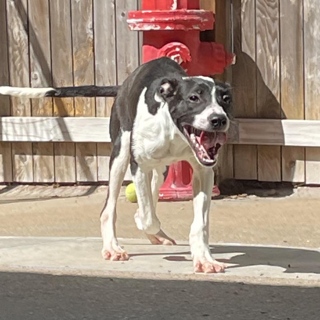 Minnie, Adoptable, Puppy Female Rat Terrier & Mixed Breed.